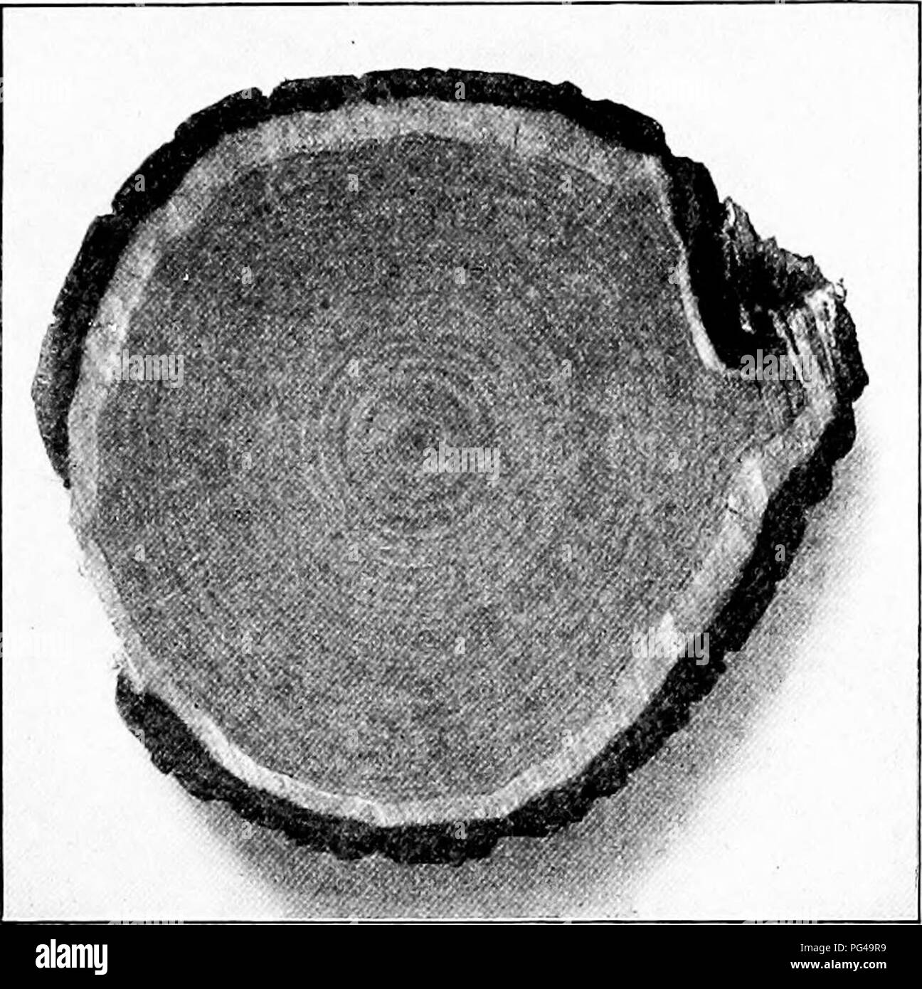 . Natur - Studie; ein Handbuch für Lehrer und Schüler. Die Natur studieren. Unterricht mit Pflanzen 309 arc multipliziert. Einer davon ist der root-Stiel, so genannt, weil es wie eine Wurzel aussieht. Bloodroots, Salomos Siegel, viele gemeinsame Gräser und andere Pflanzen haben solche Organe. In den ersten beiden genannten Fällen, die wahren Wurzeln entspringen eine root-Stiel, dick mit Lieferung von Nahrungsmitteln ist. Gemeinsame Juni Gras und viele andere Gräser schon lange, schlanke Wurzel - Stiele.. Abb. 114. Die Sc-ctiun von winic Lim. Wissen, liarK oLipwoud, Kernholz, und jährliche Ringe. Nach oben ziehen einige Juni Grass Root-Stiele, untersuchen Sie die Gelenke, Sc Stockfoto