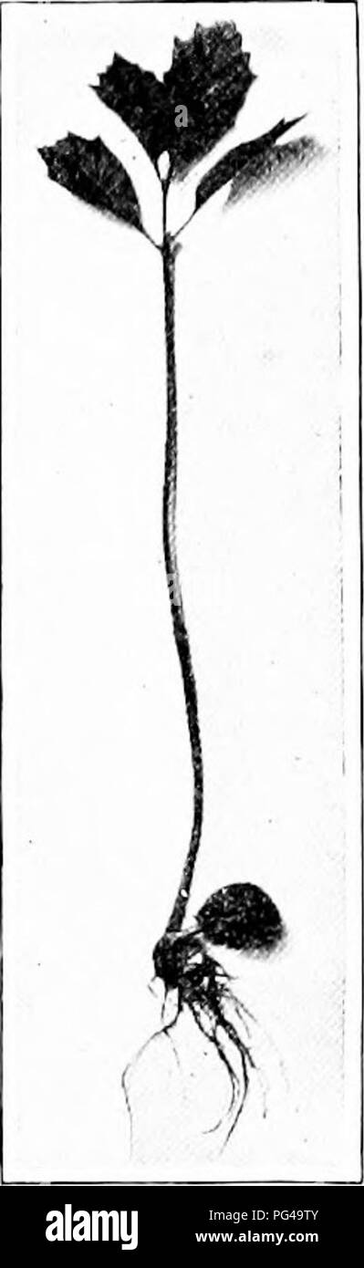. Natur - Studie; ein Handbuch für Lehrer und Schüler. Die Natur studieren. Unterricht mit Pflanzen 301 Pflanzen Mais, Weizen, Erbsen, Bohnen, Sonnenblumen, Kürbis, Rettich, usw. Diese keimen gut, und die Pflanzen können für viele Beobachtungen und Experimente mit Pflanzen leben und Verhalten verwendet werden. Auch lassen die Schüler säen Blumen Samen und Pflanzen erheben, dass sie die Pflege zu halten. Auf diese Weise ziemlich Blumenkästen Blumen kann angehoben werden, oder das Pflanzgut kann später in Betten eingerichtet werden. Lassen Sie die Schüler mit nach Hause nehmen die Pflanzen begann in der Schule. Der Anbau von Gemüse Garten und Blumen zu Hause fördern. Süße al Stockfoto