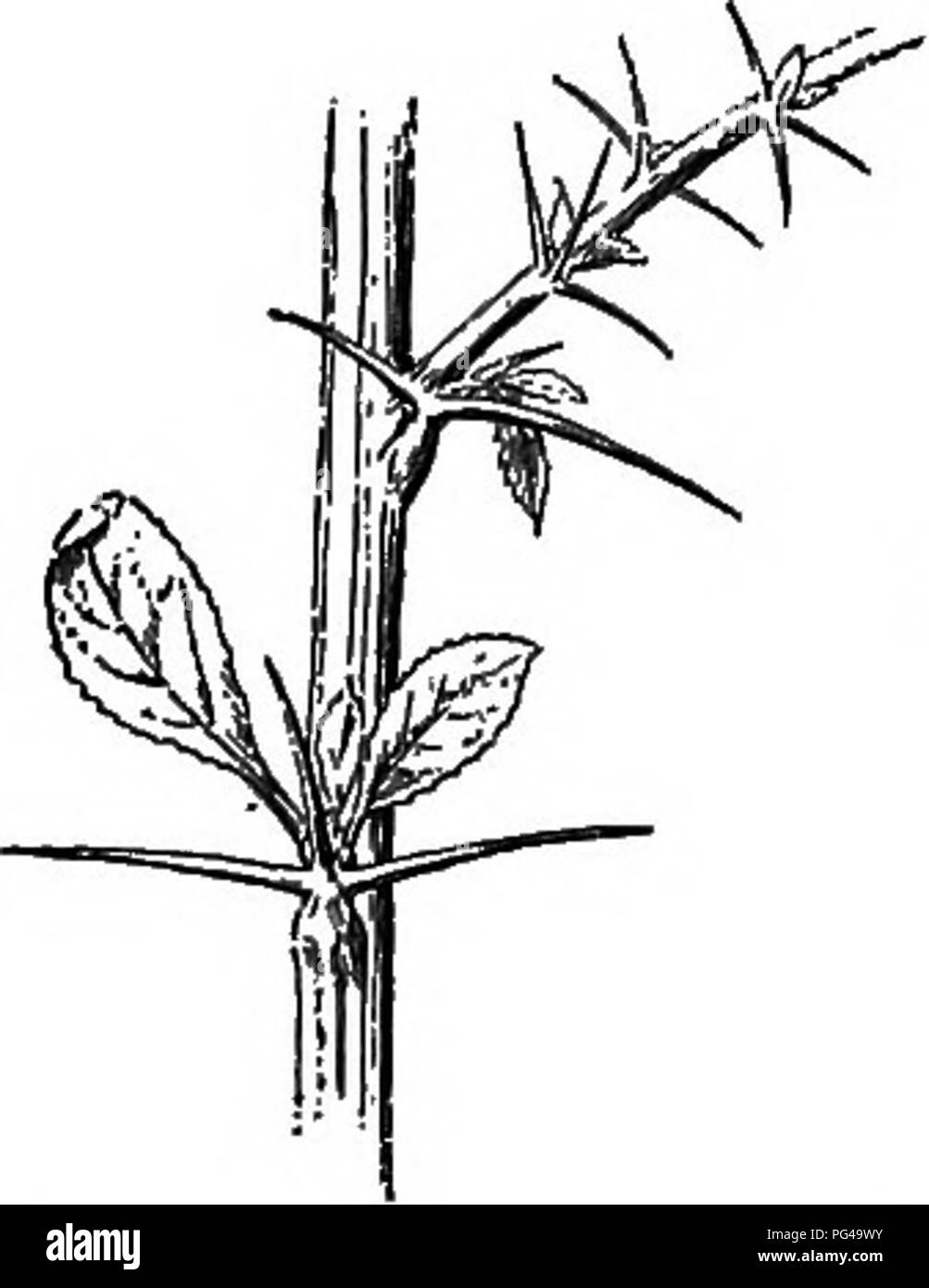 Dieser Text enthält eine eingehende Untersuchung verschiedener botanischer Grundsätze, insbesondere der Pflanzenstruktur und ihrem Verhältnis zu den Umweltbedingungen. Es beschreibt Pflanzen mit zähen, faserigen Texturen wie Büsche und Farne, die von Pflanzenfressern oft vermieden werden. Die ökologischen Rollen und Merkmale dieser Pflanzen in verschiedenen Lebensräumen werden hervorgehoben. Stockfoto