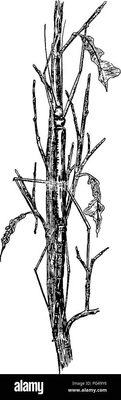 . Natur - Studie; ein Handbuch für Lehrer und Schüler. Die Natur studieren. 244 NATUR - Studie gelenkigen Körper ist grau oder braun oder grün die Zweige des Baumes zu entsprechen, und die langen, dünnen Körper und Beine sind wie dünne, grüne Zweige. Viele der Käfer, Würmer oder Zoll - Würmer Zweige sehr ähneln, und wenn gestört übernehmen Motion - weniger, Twig - wie Haltungen. Eines der auffälligsten Illustra- tionen der schützenden Färbung ist die Kallima, einem Südamerikanischen Schmetterling, blau und orange Farben auf der oberen Seite der seine Flügel. Dieser Schmetterling, in Ruhe, nimmt ein Blatt - Uke Haltung, und die Flügel sind Stockfoto