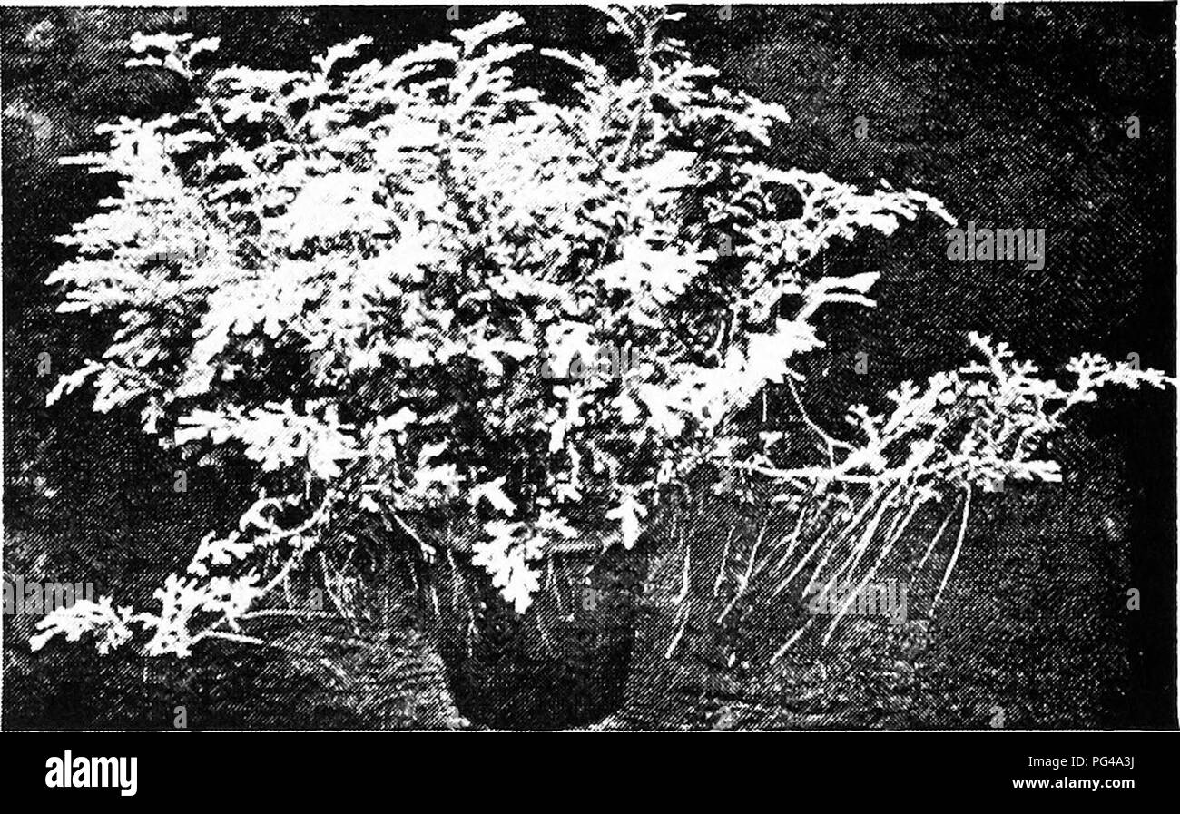 . Botanik für landwirtschaftliche Studenten. Botanik. 440 PTERIDOPHYTEN (Farn Pflanzen) Die Strobilus daher ergab sich durch die Differenzierung der Blätter in Funktion und Aggregation der sporophylls. Unterschiedliche in Funktion, sporophylls und vegetativen Blätter kommen würde in der Form zu unterscheiden. Man kann einen erheblichen Vorteil in diesem finden Sie in der Anlage. Es erlaubt, eine große Anzahl von blattgewebe vollständig auf die Herstellung von Lebensmitteln verwendet werden, während die sporophylls, denn Sie sind nicht für Nahrungsmittel abhing, viel zu voll, und in der Folge viele Sporen auf eine kleine Region produziert werden können. In Streuung der Stockfoto