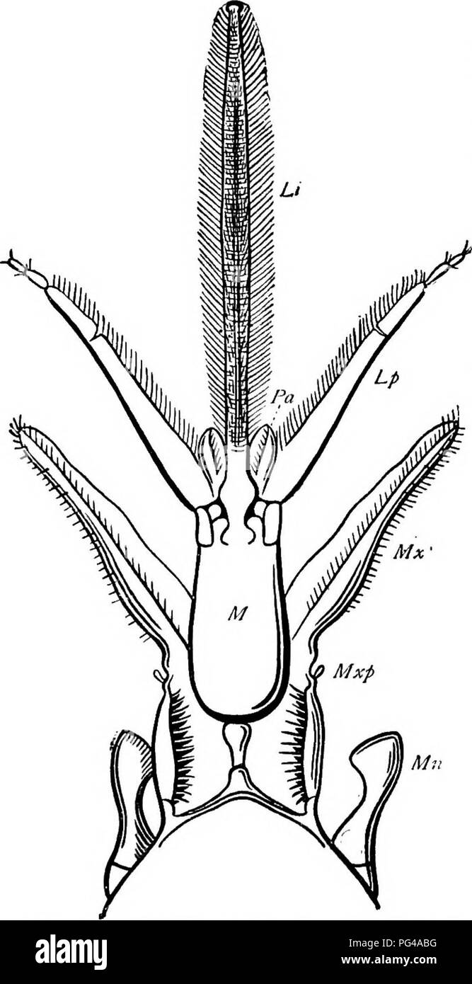 In dieser Arbeit werden die Auswirkungen verschiedener Insekten auf Landwirtschaft und Umwelt untersucht, wobei zwischen Nützlingen und schädlichen Schädlingen unterschieden wird. Sie bietet eine detaillierte Anleitung zu ihrer Anatomie und ihrem Verhalten für eine effektive Schädlingsbekämpfung. Stockfoto