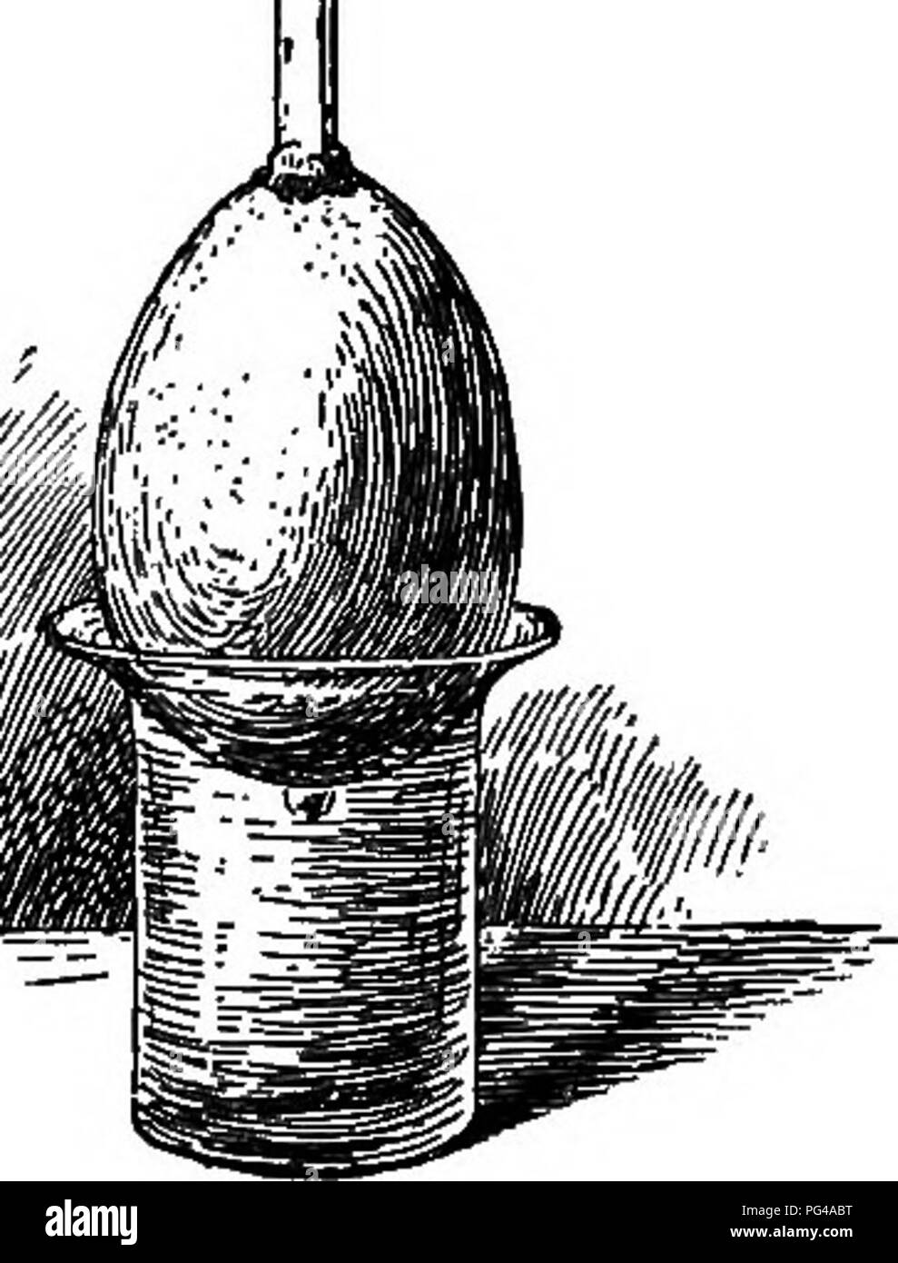 . Grundlagen der Botanik. Botanik; Botanik. Wurzeln 61 Chip entfernt Teil der Shell aus das größere Ende des Ei, es in einem breiten Platz-mouthed Flasche oder einen kleinen Becher voll Wasser, wie in der Abb. gezeigt. 24, dann sehr vorsichtig ein Loch durch das obere Ende der Eierschale, indem Sie eine Stricknadel - Nadel oder Kabel nach unten durch die Gläschen. Beobachten Sie das Gerät für einige Stunden und achten Sie auf eine Änderung in der Inhalt des Röhrchens.^ erklären. Der Aufstieg der Flüssigkeit im Schlauch ist offenbar durch Wasser auf dem Weg durch die dünne Membran, die Linien die Eierschale, obwohl diese Membran keine Poren vi enthält Stockfoto