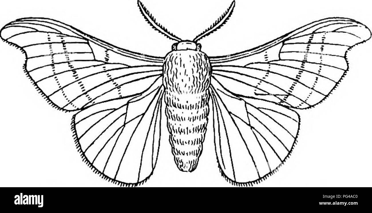 . Schädliche und nützliche Insekten; eine Einführung in das Studium der ökonomischen Entomologie. Insekten; nützliche Insekten und Schädlinge. 76 schädliche und nützliche Insekten beginnt, ein Prozess, den wir hier nicht beschreiben. Die Kokons für die Zucht ausgewählt werden in Männer und Frauen unterteilt. Die männlichen Kokons sind leichter, weniger regelmäßig an den Enden abgerundet und in der Mitte verengt. Die Geschlechter sind getrennt, so dass die Männchen können nicht durch den Geruch des weiblichen, der heftigen Kämpfe für Freiheit begeistert sein. Eine gelbe Flüssigkeit aus dem Darm entlassen wird, bevor sie die Motten sind reif. Th Stockfoto