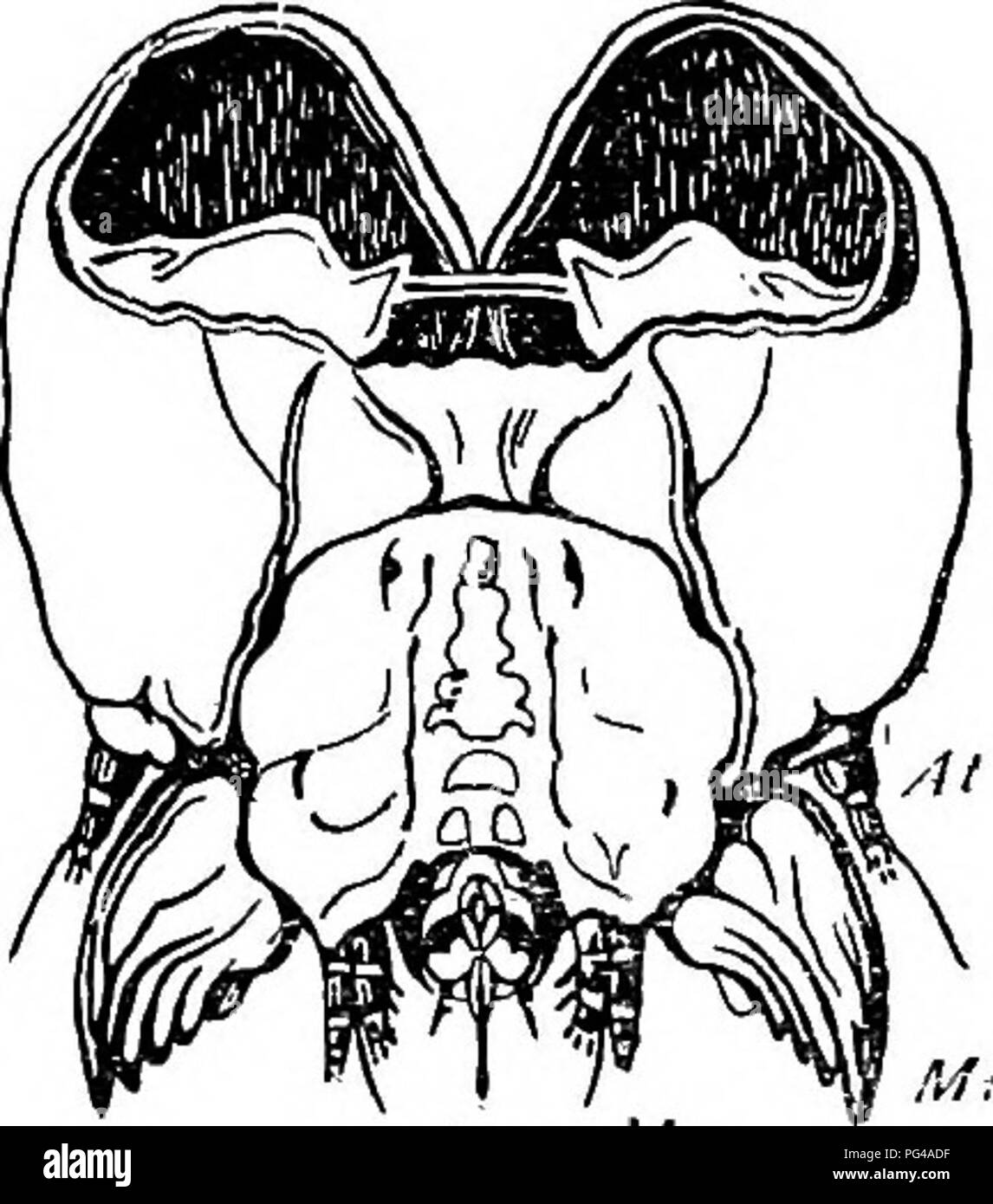 . Schädliche und nützliche Insekten; eine Einführung in das Studium der ökonomischen Entomologie. Insekten; nützliche Insekten und Schädlinge. B. in Motten und Schmetterlinge (Lepidoptera) 12. (Praktische) ZERLEGUNG VON EINEM CATERPILLAR Nehmen Sie keine großen Caterpillar, und es zu töten, indem er in eine Box mit ein paar Tropfen Äther. Beachten Sie die folgenden externen Zeichen: - Der Kopf ist klein, hart und poliert. Von vorn gesehen, es besteht aus zwei seitlichen (epicranial) Platten, und eine mittlere Platte (clypeus) zwischen ihnen. Sechs einfache Augen können dis sein - auf der epicranial Platten durch Prüfung mit einem Objektiv erfaßt; einige sind in Stockfoto