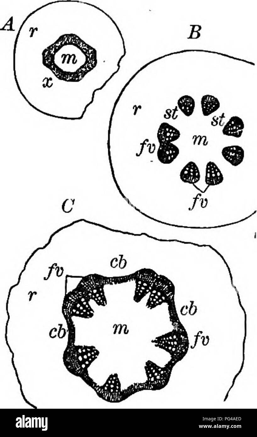 Dieses Diagramm konzentriert sich auf die Anatomie des Nadelholzes und vergleicht seine Struktur mit der des Hartholzes. Der Abschnitt zeigt die wichtigsten Merkmale von Jahresringen mit vergrößerten Ansichten von Federholz und Fallholz. Die Unterschiede in Körnung und Textur werden für Bildungsstudien hervorgehoben. Stockfoto