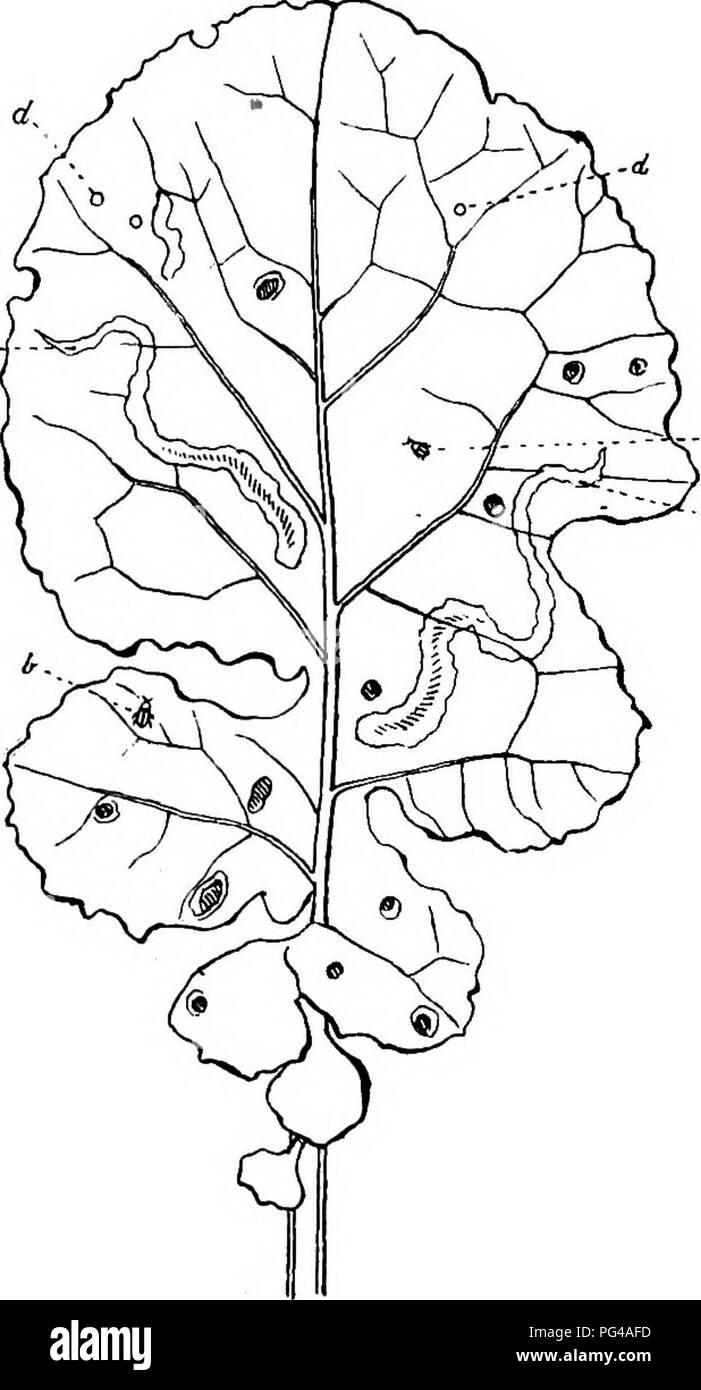 . Schädliche und nützliche Insekten; eine Einführung in das Studium der ökonomischen Entomologie. Insekten; nützliche Insekten und Schädlinge. Die Rübe - Flohmarkt 41 Einige Rüsselkäfer, einige sawflies, viele Motten und zwei Flügeln fliegt die gleichen in Ihrem Larvenstadium tun. Die Blätter der Eiche, Stechpalme, dornbusch und mutterkraut werden oft auf diese Weise angegriffen, da es eine Vielzahl von anderen Pflanzen. Jede spe-Cies von Insekten, wie eine Regel, infests eine bestimmte Pflanze nur. Der Bau beginnt in der Regel als eine kaum sichtbare Zeile, und erweitert mit dem Wachstum der Larven; am breiten Ende Mai oft einer erweiterten Kammer, in der die j gesehen werden. Stockfoto