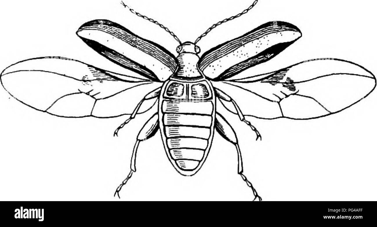 Diese Arbeit zur ökonomischen Entomologie führt sowohl Nützlinge als auch schädliche Insekten ein und bietet einen umfassenden Leitfaden zur Identifizierung und Behandlung von Insektenschädlingen, die die Landwirtschaft beeinträchtigen, und hebt gleichzeitig nützliche Arten für die Schädlingsbekämpfung hervor. Stockfoto