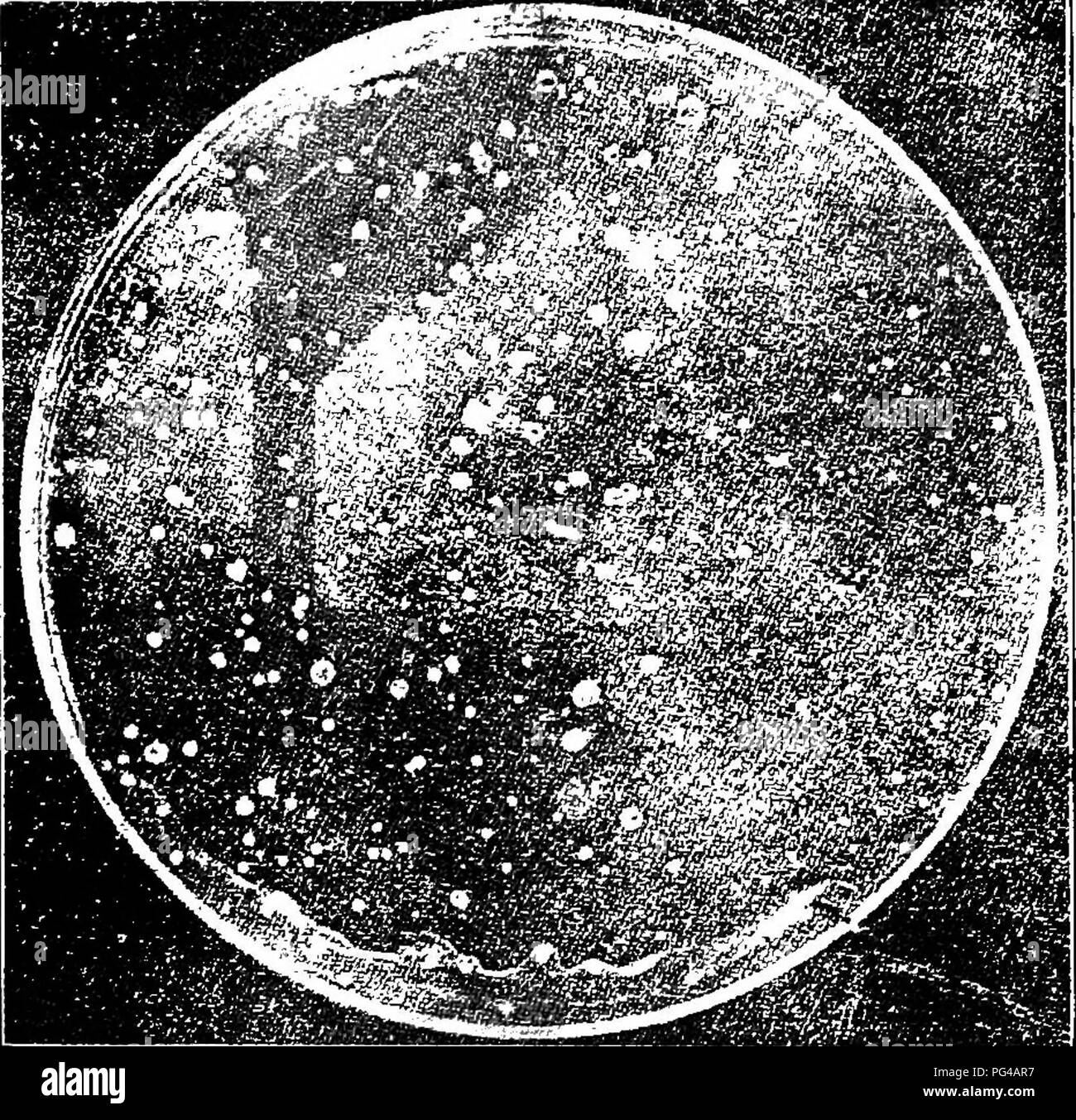 Diese Abhandlung über die Butterherstellung untersucht die chemischen und physikalischen Eigenschaften von Milch und Sahne und diskutiert die Bakterien, die den Butterherstellungsprozess beeinflussen. Es kategorisiert Bakterien in schädliche, positive und neutrale Typen und berät Milchproduzenten bei der Behandlung dieser Bakterien, um die Butterqualität zu verbessern. Stockfoto