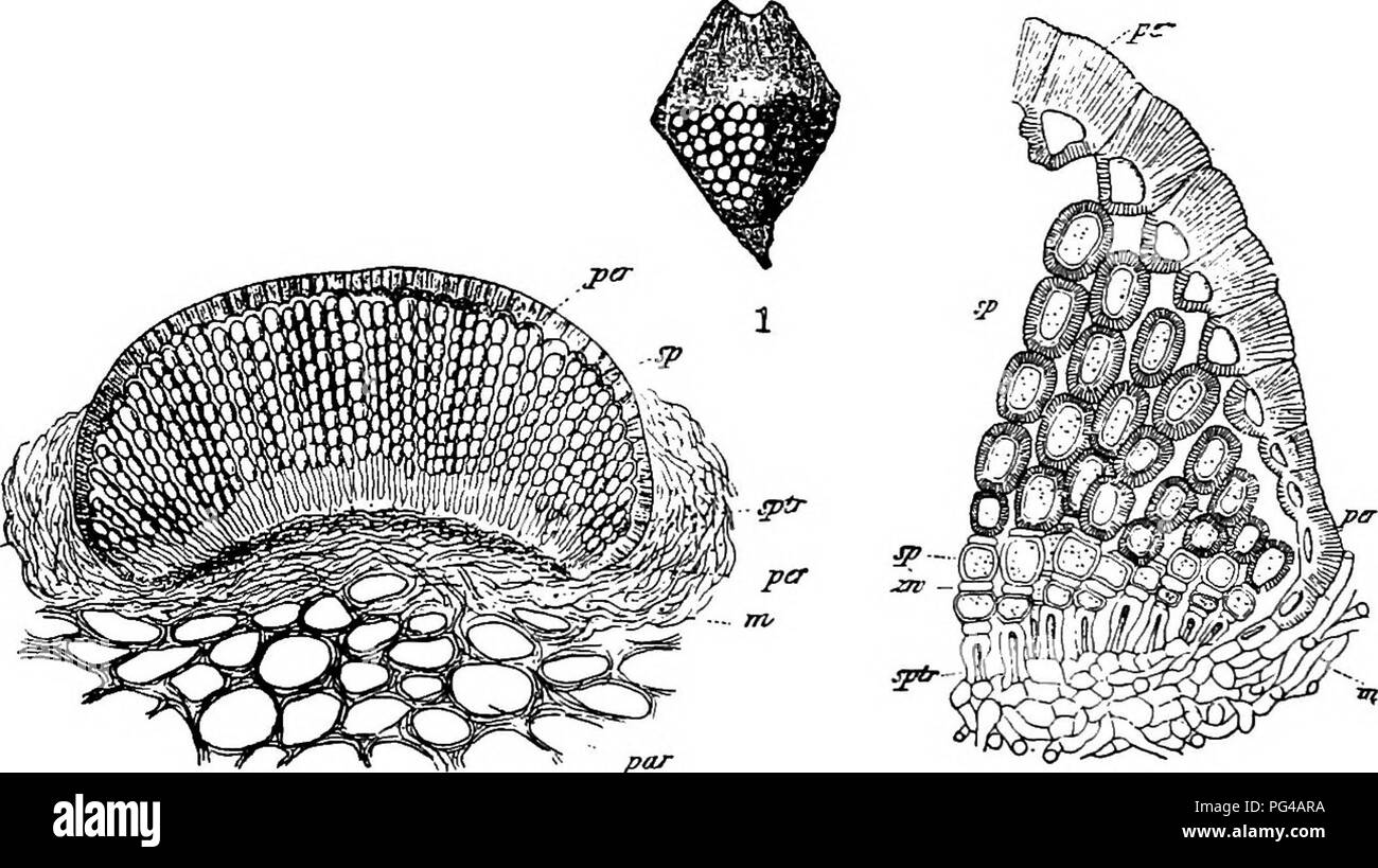 . Krankheiten von Pflanzen durch cryptogamic Parasiten induziert: Einführung in das Studium der pathogenen Pilzen, Schleim - Pilze, Bakterien, &Amp; Algen. Pflanzenkrankheiten; parasitäre Pflanzen, Pilze. 408 UBEDINEAE. Kegel Rost. Diese Krankheit ist auf die Kegel aus Fichte gefunden. Die aecidia sind braun etwas abgeflachten Kugeln, und in großer Zahl auf Kegeln durch ihre Skalen steif öffnen auch bei feuchten Wetter (Abb. ständigen unterschieden werden. 243). Der Keim-Rohre des Pilzes finden Eingang in die Feder in die Blumen oder junge Fichte - Kegel, und das Myzel Leben parasitär im grünen Schuppen ohne c Stockfoto