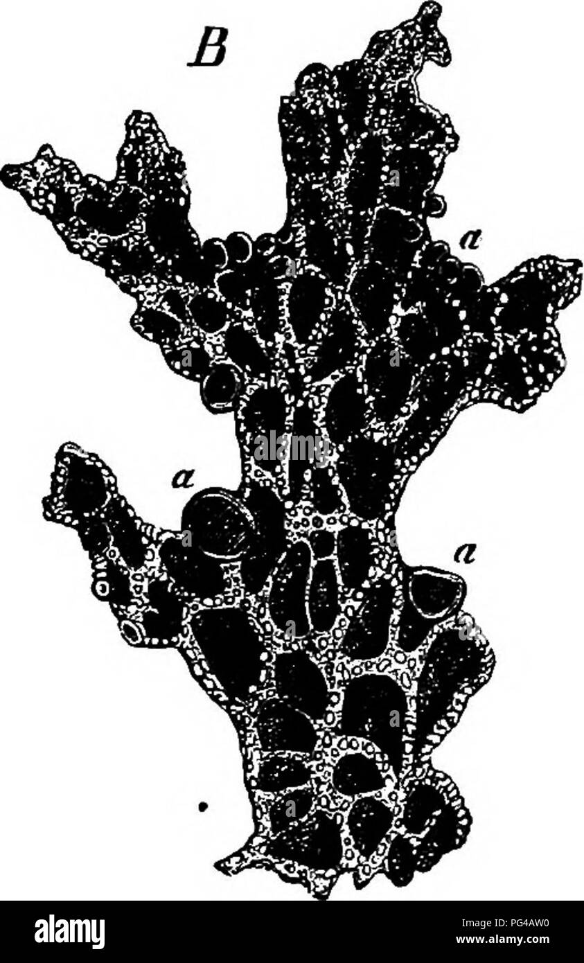 . Vergleichende Morphologie und Biologie der Pilze, mycetozoa und Bakterien. Anlage; Morphologie; Pilze; Myxomyceten; Bakteriologie. Abb. 86. Eine Usneabarbata, B Stitta fulmenatxa. Teile von thallus. ein apotiiecU,./ ' Punkt der Anhaftung an das Substrat. Nach Sachs. Natürliche Größe. Es gibt einige Formen oder kleine Gruppen, die in Strenge nicht unter einem dieser drei Arten angeordnet werden, sondern muss mit Ihnen als besonderen und außergewöhnlichen Fällen platziert werden. Die Konten, die wir von der Geschichte der Entwicklung besitzen, wenn auch unvollkommene, sind ausreichend, um zu zeigen, dass die oben genannten Typen unterschieden werden Stockfoto