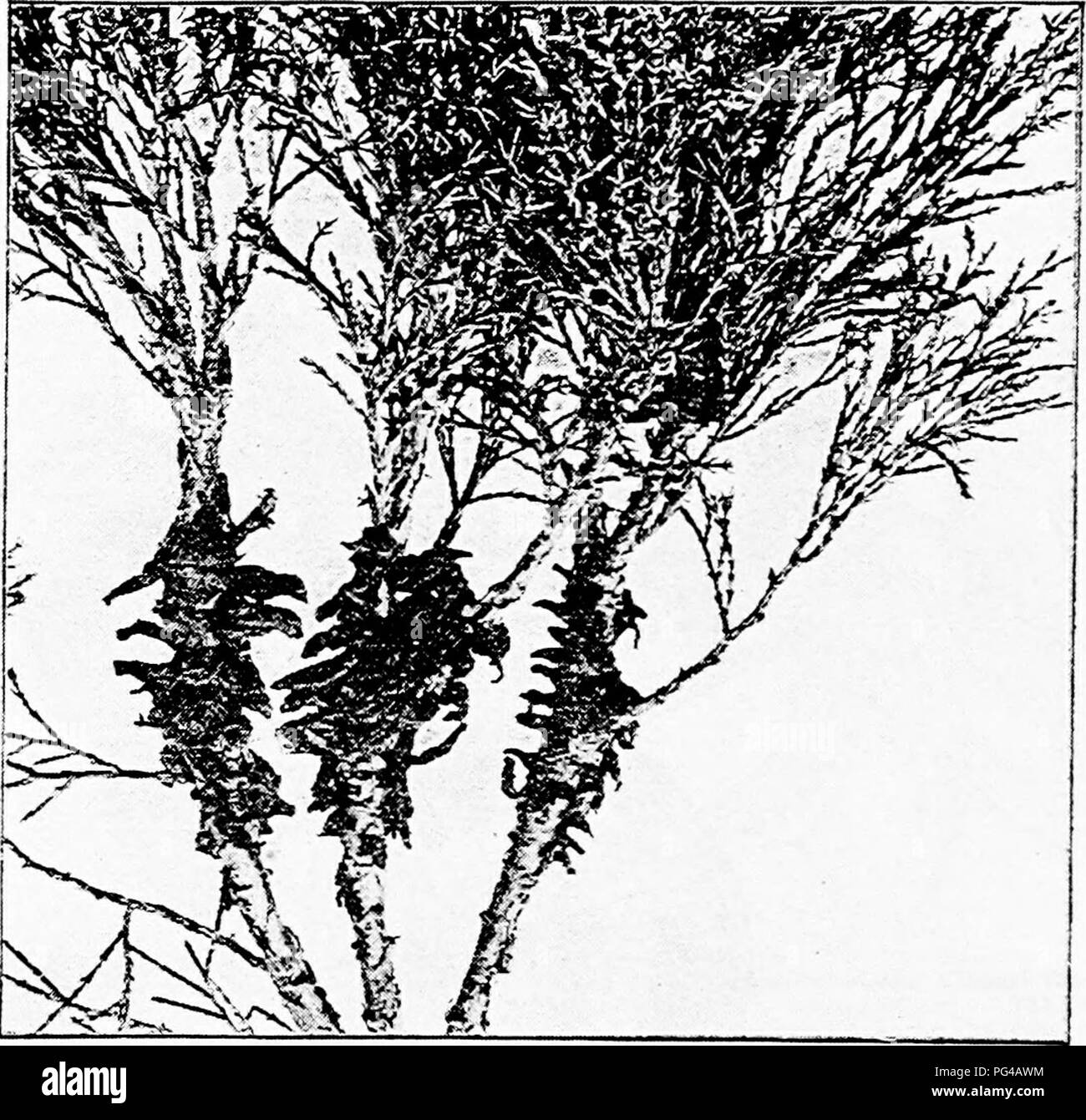 . Krankheiten von Pflanzen durch cryptogamic Parasiten induziert: Einführung in das Studium der pathogenen Pilzen, Schleim - Pilze, Bakterien, &Amp; Algen. Pflanzenkrankheiten; parasitäre Pflanzen, Pilze. 396 UREDINEAK 19.06.11 virginiana, und Jun. phoenicea. (Berichtet von einer Auftreten auf Pinus lialepensis ist wahrscheinlich ein Fehler.) Das sporogenous Kissen sind etwas dunkel-braun Höcker-s, die im Frühjahr von Schwellungen, oder auf grüne brechen. Abb. 230.- Gymnospvratmium sabinae auf Zweige von Junipa "UR Sahtna, zum Zeitpunkt der Befreiung der Sporen, (v. Tubeuf phot.) Zweige und Blätter. Diese Körper absorbieren Wasser, Seegang, Stockfoto