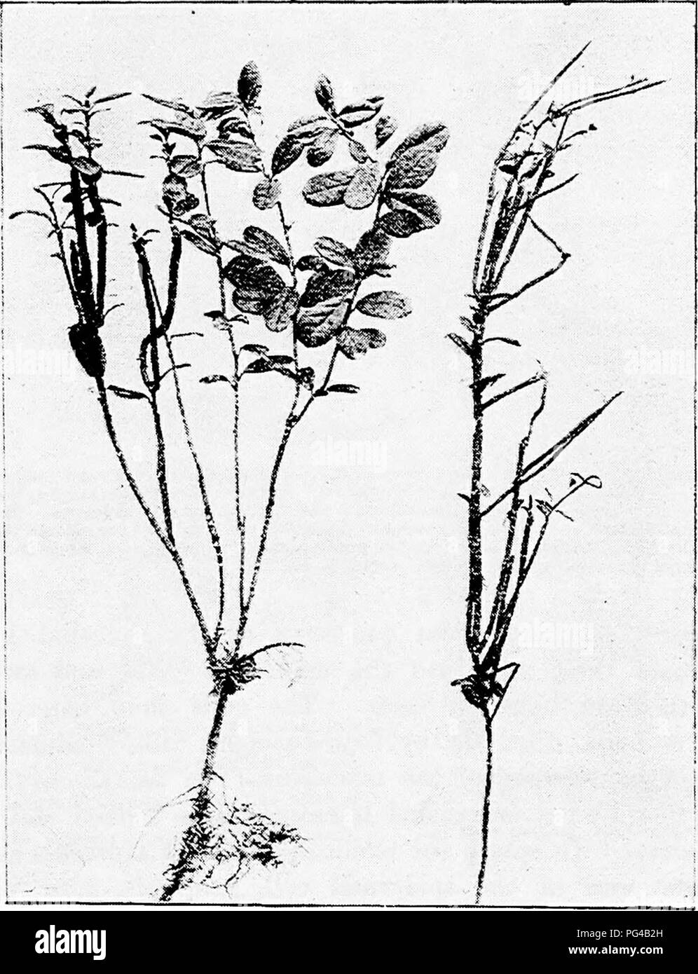 . Krankheiten von Pflanzen durch cryptogamic Parasiten induziert: Einführung in das Studium der pathogenen Pilzen, Schleim - Pilze, Bakterien, &Amp; Algen. Pflanzenkrankheiten; parasitäre Pflanzen, Pilze. CALYPTOSPORA. 371 interzelluläre Räume werden vergrößert, und für alle Inhalte der kortikalen Zellen, ausgenommen diejenigen der Epidermis, eine rote Farbe, wobei die jungen Triebe müssen zunächst ein zartes rosa-rote Farbe, obwohl Sie danach Braun. Die unteren Blätter haben eine ähnliche rote Farbe, aber verkümmern und früh fallen, während die oberen normal entwickeln und verbunden bleiben.. Abb. 202.- CaXyptospora Goepper Stockfoto