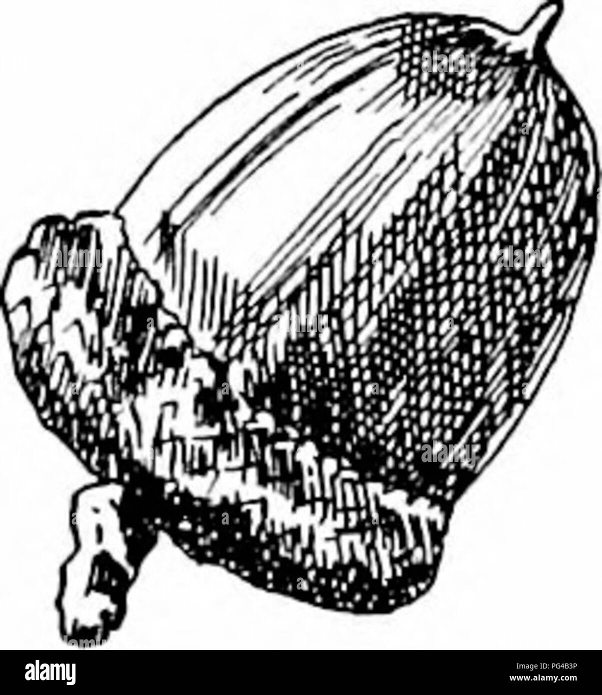 . Unsere einheimischen Bäume und wie sie zu identifizieren: Eine populäre Untersuchung über ihre Gewohnheiten und ihre Besonderheiten. Bäume. Eiche Familie reifen Thema Frühling und Herbst Tönungen wird mehr und mehr interessant, da es mehr sorgfältig studiert. Es ist jetzt gut verstanden, dass der Frost nicht ist ein Faktor, der das Problem und dass beide Frühjahr und Herbst Farben ergeben sich aus Veränderungen im Charakter der Chlorophyll; die eine bei der Chlor-phyll noch nicht ausgereift ist und die anderen, wenn es stirbt. Die eicheln sind charakteristisch, und niemals verwechselt werden. Sie sind die Größten von allen Eiche der Biennale Group aus, Stockfoto