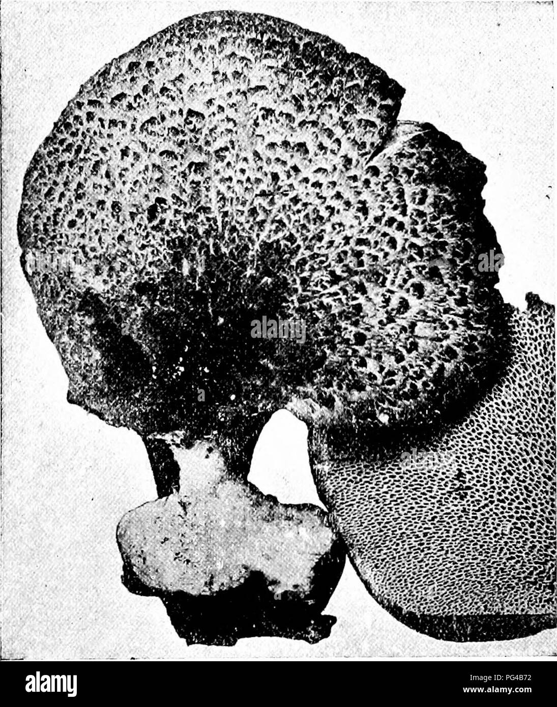 . Minnesota Pilzen... Botanik; Pilze. PORE PILZE 97 Polyporus umbellatus Trichter Büschel Caps 1-4 cm breit, in dichten Büscheln 15-20 cm breit, rauchig, gelblich oder rötlich, glatte, harte, fleischigen, regelmäßige, mehr oder weniger deprimiert und Trichter-Form; Stiele 1 - 3 X/2-2 cm., oft Forking an der Oberseite, trat in eine dichte Masse an der Hase; Poren kleine, weiße. Der Name bezieht sich auf den Regenschirm - wie Tops. Auf morschem Holz und Stümpfe, gut gewürzt. Polyporus frondosus Ventilator Büschel Caps 1-5 cm breit, Büschel, 15-30 cm breit, grau zu rauchig, zerknittert oder glatten, festen, fleischigen, fächerförmigen, Gelappt und verschieden unregelmäßig; s Stockfoto