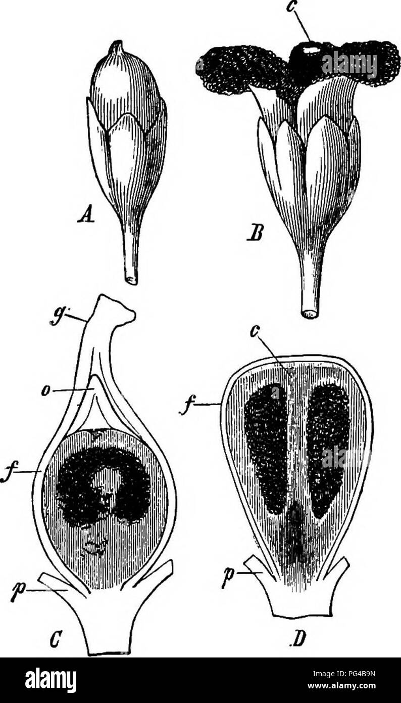 Diese Arbeit untersucht die Entwicklung und Morphologie von Pilzen, Myxomyceten und Bakterien mit einem Schwerpunkt auf deren Wachstumsmuster, Zellstruktur und Reproduktionsprozesse und bietet einen umfassenden Überblick über diese Organismen. Stockfoto