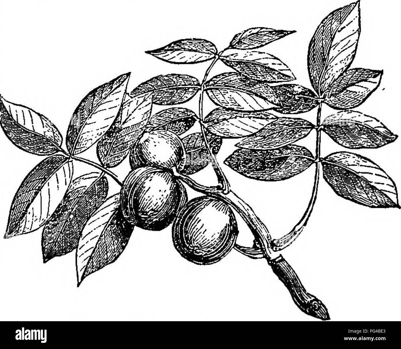 Dieser Leitfaden für die Forstwirtschaft bietet Ratschläge zum Pflanzen und zur Pflege von Bäumen für Zierzwecke und kommerzielle Zwecke in den USA. Es umfasst die Pflege von Bäumen, die Waldbewirtschaftung und die Maximierung des langfristigen Nutzens. Es enthält Details zu Arten wie den Oliven-, Flieder- und Walnussfamilien. Stockfoto