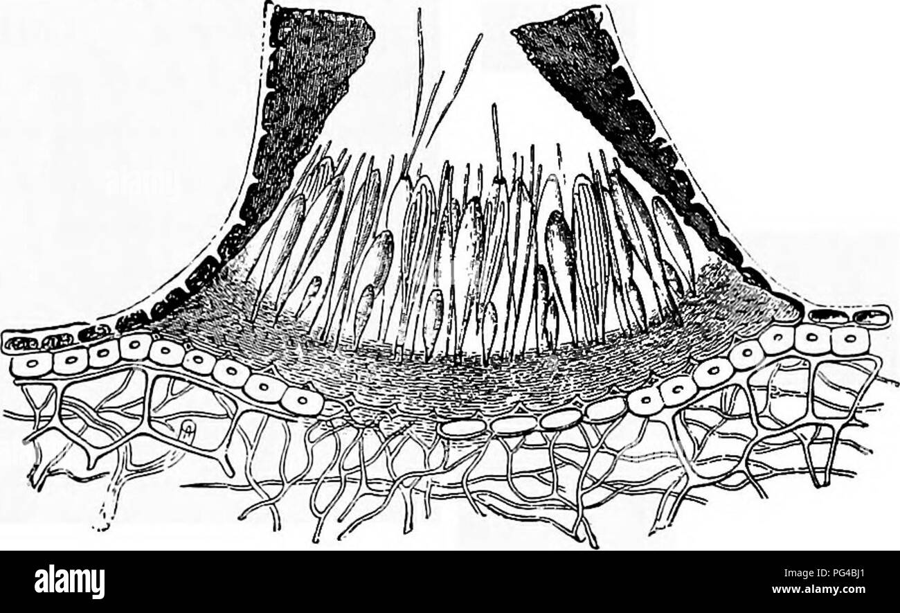 . Krankheiten von Pflanzen durch cryptogamic Parasiten induziert: Einführung in das Studium der pathogenen Pilzen, Schleim - Pilze, Bakterien, &Amp; Algen. Pflanzenkrankheiten; parasitäre Pflanzen, Pilze. LOPHODERMIUM. 237, indem Sie es sollte, wo andere Bodenverhältnisse erlauben, mit Weymouth Kiefer gepflanzt werden {Pinits Strohus) und der Douglasie {Pseudotsuga JDmtglasii), die, befreit von Angriffen dieser Parasit gelitten. Die Infektion scheint über hauptsächlich von westlichen Winden (in Deutschland), die Kranken Blätter oder Pilz - Sporen aus infizierten Orte gebracht werden. Große Bereiche laufen größere Risiken als kleine Pat Stockfoto