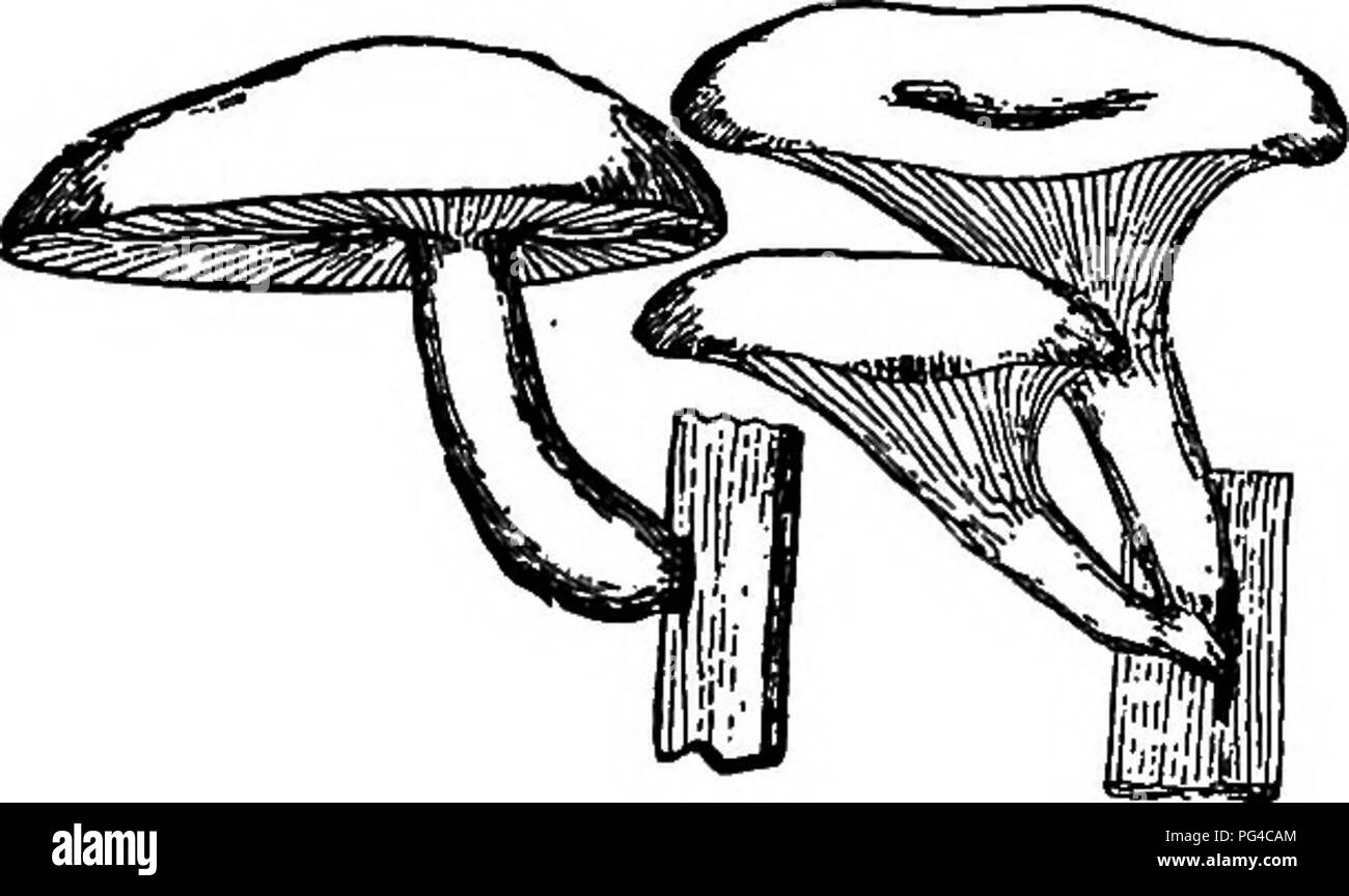 . Pilze und ihre Verwendung. Pilze. Aber ich habe es nicht versucht. Es ist leicht von der Wurzel triowii - wie pro-longation der Stamm, die Erde tief wie ein Hahn - Wurzel eindringt und die schlägt den Namen des Pilzes. Die Kappe ist dünn, zähflüssig, wenn Feucht, grau-braun, und oft ein wenig zerknittert oder Wellpappe auf seiner Oberfläche. Seine gUls sind weiß, breit, nicht geschlossen, und der Rand in der Nähe der Stammzellen ausgegraben wie in Tricho-Loma. Der Stamm ist schlank, verjüngt sich nach oben, und hohl. Die Anlage ist in dünnes Holz und unter Bäumen im Sommer und autimm. Xiv. PLEUROTUSâHYGKOPHOEUSâ LACTAEIUS. Die genu Stockfoto