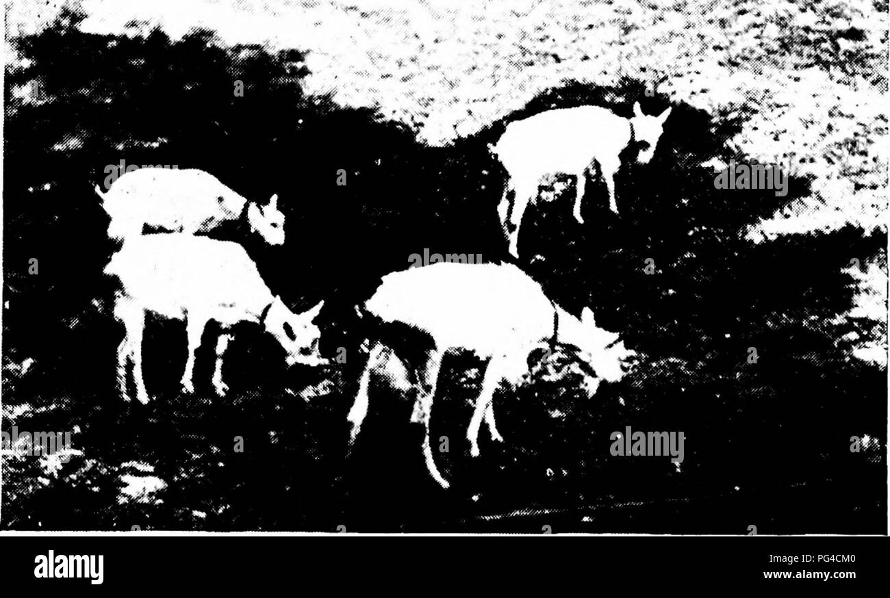 . Moderne Milch Ziegen: Status der Milch Ziege Industrie; Methoden der profitable Milchproduktion; Pflege und Verwaltung der kommerziellen Herden und Haushalt Ziegen. Ziegen. Die WAHL DER RASSE 85 berücksichtigt ist, "Was ist die nächste gute reinrassigen Buck, zu denen ich meine doe können Rasse?" andere Sachen, die gleich sind, die Antwort zu dieser Frage der ausschlaggebende Faktor sein sollte. Wenn die Herde estabhshed zu sein muss die Bedingungen erfüllen, die robuster Schweizer Rassen wird wahrscheinlich die erfolgreicher sein. Wenn die. Abb. 30.- Saaneng auf dem Hügel. (Mit freundlicher Genehmigung von L.A. Bridinger, Santa Rosa, Kalifornien) Herde ist zu Stockfoto
