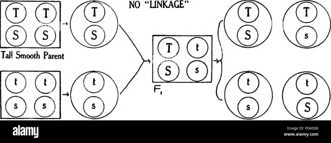 . Pflanzengenetik. Vererbung; Mendels Regeln; Pflanzenzüchtung. 92 Pflanzengenetik betrachtet kein solcher Fall, aber Gestänge beinhaltet diese Situation. In Verbindung mit einigen original Mendels kreuze Abb. 24 daran erinnert werden. In diesem Fall eine doppelte beherrschenden Gehilfen mit einem doppelten rezessiv, und das Ergebnis ist ein dihybrid Verhältnis in der F2-Generation. Angenommen jedoch, dass Entscheidungsbefugnis T und Entscheidungsbefugnis 5 sind auf dem gleichen Chromosom, würde die Situation als vertreten sein. Zwerg zerknittert Elternteil 4 Mögliche Gameten.-. ¥, Zeigt 9:3:3:1 RaUo Abb. 24.-Diagramm zeigt normale dihybrid Verhalten, wenn kein Gestänge inv Stockfoto