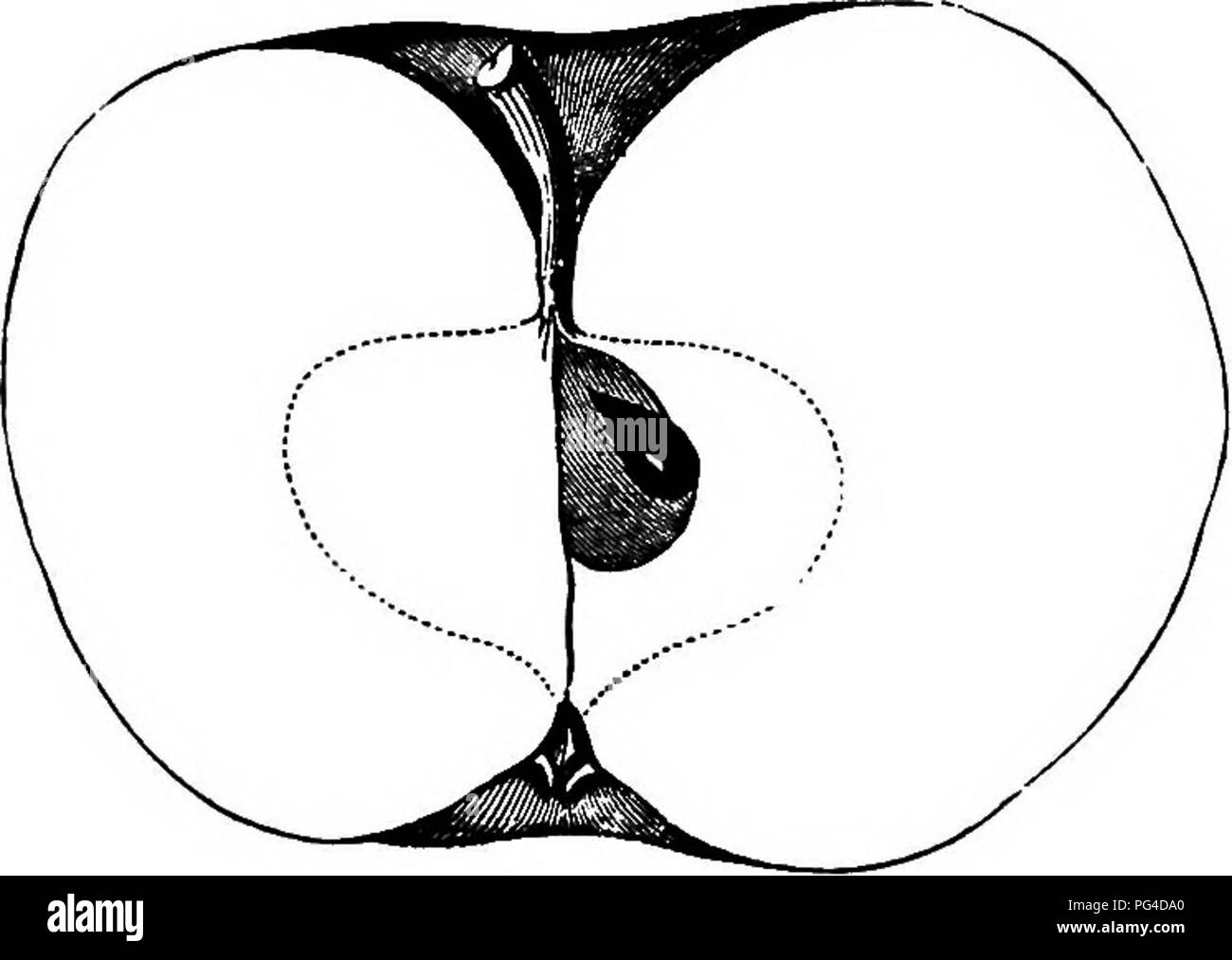 Der Pomme Gris-Apfel ist bekannt für seinen reichen, aromatischen Geschmack und sein festes, gelbes Fruchtfleisch. Er gilt als einer der besten Rußsäuren, mit einem subsäurehaltigen Geschmack, perfekt für Desserts, und wird von Januar bis März geerntet. Stockfoto