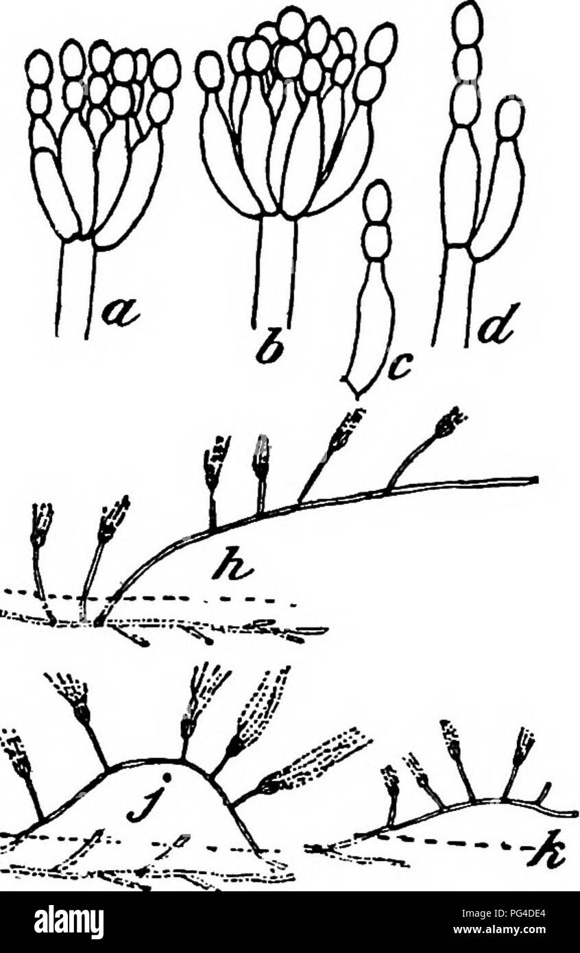 . Ein text-Buch der Mykologie und Pflanzenpathologie. Pflanzenkrankheiten; Pilze in der Landwirtschaft; Krankheiten; Pilze. Anhang Vn715 EE. Ohne gelbe Farbe in flüssiger Gelatine (oder nur leichte Spuren). e. Kolonien weiß bis rosa oder Lachs. S. roseum (Abb. 252). ee. Kolonien einige Grünton. /. Kolonien floccose, Marge Ausbreitung durch Ausläufer. S. stoloniferum (Abb. 246). //. Kolonien samtig; Oberfläche Wachstum von nur Fruchtkörper hyphje; conidiophores 200 bis 400/4 lang, mit einem verticil von Zweigniederlassungen; Reverse und mittlere abgedunkelten Zucker Medien. S. atrameniosum (Abb. 253). CC. Die Verflüssigung von Gelatine keine oder Stockfoto