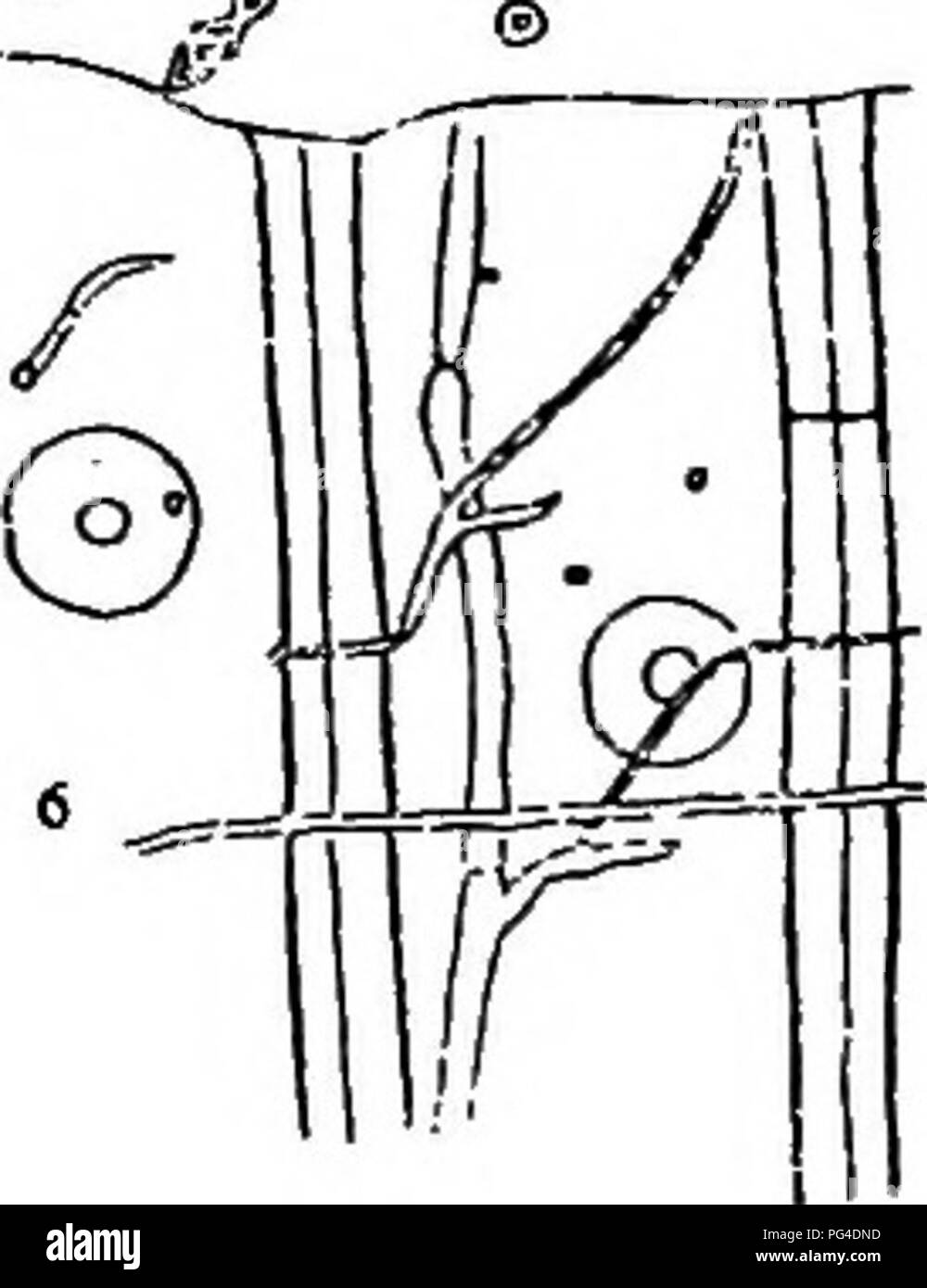 . Die pilzerkrankungen der gemeinsamen Lärche. Lärchen. ;;;;;;;; Ich % W®/. Abb. 67.- Armillaria Mellea. BadiaJ Längsschnitt aus Lärchenholz, die 'Black Line', wo es kreuzt ein MEDULLÄRES Ray (x 100). Beschreibung siehe Text. Die ganze Weile, so dass in einem Querschnitt der trimk sie als Linien, die die Seiten der Dreiecke mit dem kambium als Basis (Bild angezeigt. 65). Sie verbreiten sich auch nach oben in den Wald, die konisch geformte Oberflächen, und einen Abschnitt durch einen etwas höheren Teil des Stammes zeigt sie als unregelmäßigen Kreisen. Eine schwarze Schicht, oder schwarze Linie, wie sie in Abschnitt, ist ent Stockfoto