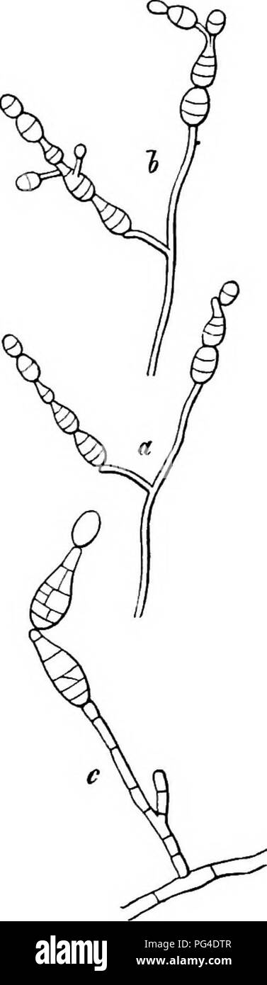Diese Arbeit konzentriert sich auf die vergleichende Untersuchung von Pilzen, Myxomyceten und Bakterien, wobei die Morphologie ihrer Sporen und Fortpflanzungsstrategien hervorgehoben werden. Es liefert Einblicke in die Sporenbildungsprozesse, einschließlich der unterschiedlichen Methoden der Abjunction und Kreuzseptation, die bei verschiedenen Arten beobachtet werden. Stockfoto