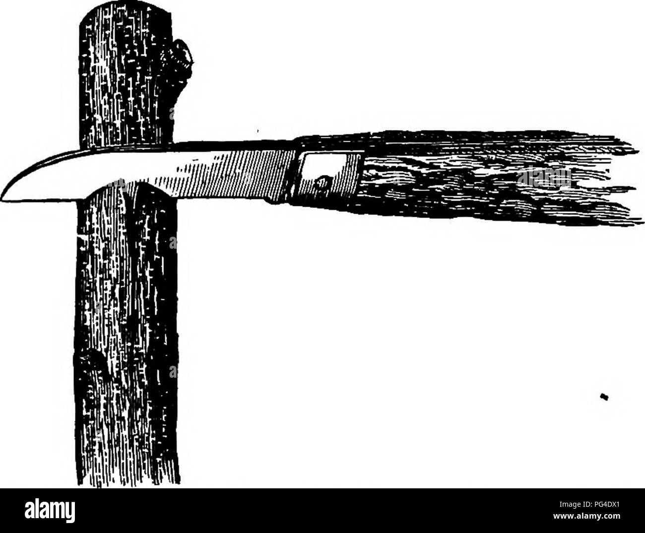 . Amerikanische pomology: Äpfel. Äpfel. 113. Kopplungsvereinbarungen AMEEICAX POMOLOGY betroffen ist; für diese wird von einem Jungen, der fol-tiefen unmittelbar nach der budder, und einige dieser erfordern zwei smarten Jungs. S. S. Jackson hat dieses Prinzip der Arbeitsteilung stiU weitere durchgeführt, und wie wird mit Vorteil; Einerseits schneidet der Schirme für einen anderen, fügt sie. Er nie verwendet die Haft seiner Messer die Rinde zu heben, aber, nachdem Sie den Längsschnitt durch die Rinde, legt er das Messer in Position zu machen. Abb. 19. MB. JACKSON'S METHODE DER MAKTNQ DER SCHNITT. Die quer schnitt, und Stockfoto