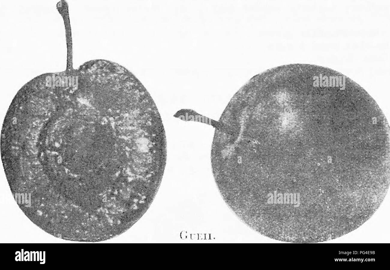 . Die Früchte von Ontario. Obst - Kultur. 176 BERICHT OX die Nr. 24 GL'EII. (Blau Magnum Bonum). Eine wertvolle Pflaume für den kommerziellen Obstgarten; die Frucht ist sehr abhängig von der rot; in den südlichen Teilen der Provinz. Herkunft: mit Herrn Hagaman, Lansingburgh, N.Y., um 1850. Es war nach John Goeway (ausgesprochen Gueii), die als Erste die Pflaume Erweiterungen zu kultivieren - tensively, und es hat in letzter Zeit geschrieben nach der Aussprache genannt. Baum: aufrechter, kräftige Züchter, immer mehr Verbreitung mit dem Alter; robust; eine frühe und reiche Bearer.. Frucht: Größe, Mittel lar&lt;;;;;;;; e; Form, rundliche eiförmig, Stockfoto