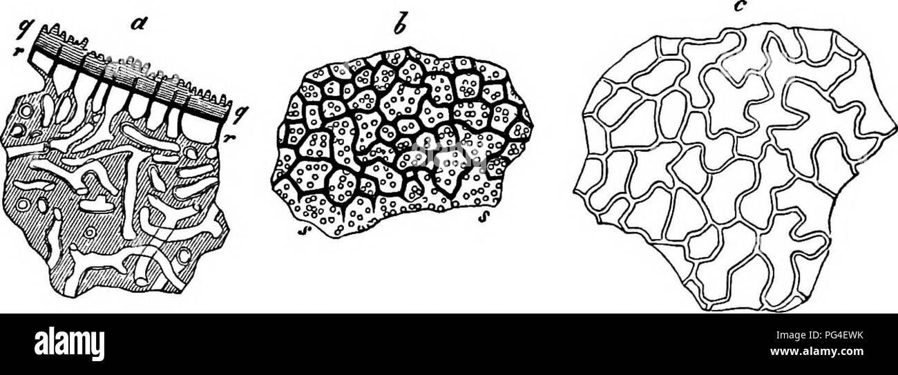 Diese Studie konzentriert sich auf die vergleichende Morphologie und Biologie von Pilzen, Myzetozoen und Bakterien und untersucht die Differenzierung von Thallien, Sklerotien und anderen Merkmalen in verschiedenen Arten. Sie bietet detaillierte Einblicke in Struktur und Funktion dieser Mikroorganismen und ihre ökologische Rolle. Stockfoto