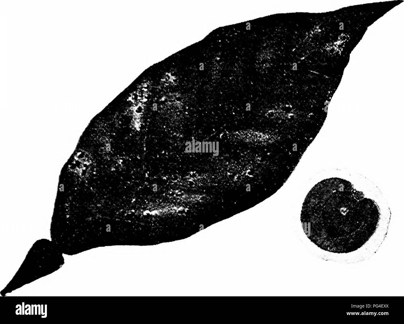 . Kultur der Zitrusfrüchte in Kalifornien. Zitrusfrüchte, Obst - Kultur. Schädlinge, die die Zitrusfrüchte. 249 Diese Art diflers aber leicht von A. aurantii, außer in Gewohnheiten und Farbe. Maßstab der weiblichen Rundschreiben, Körper Blassgelb. Männliche kleiner als weiblich, fast rund, weiß, mit unregelmäßigen gelben Punkten markiert. Lebendgebärend. Diese Art Angriffe nur die Blätter und Früchte, selten das Holz. Angeblich aus Japan im Jahre 1872 eingeführt wurde. Behandlung.- kolophonium Lösung (Formel Nr. 1) und die Behandlung (Formel 4).. Gelbe Skala auf Blatt. Ventrale Ansicht von Insekt. (3) Oleander skalieren. Ein Stockfoto