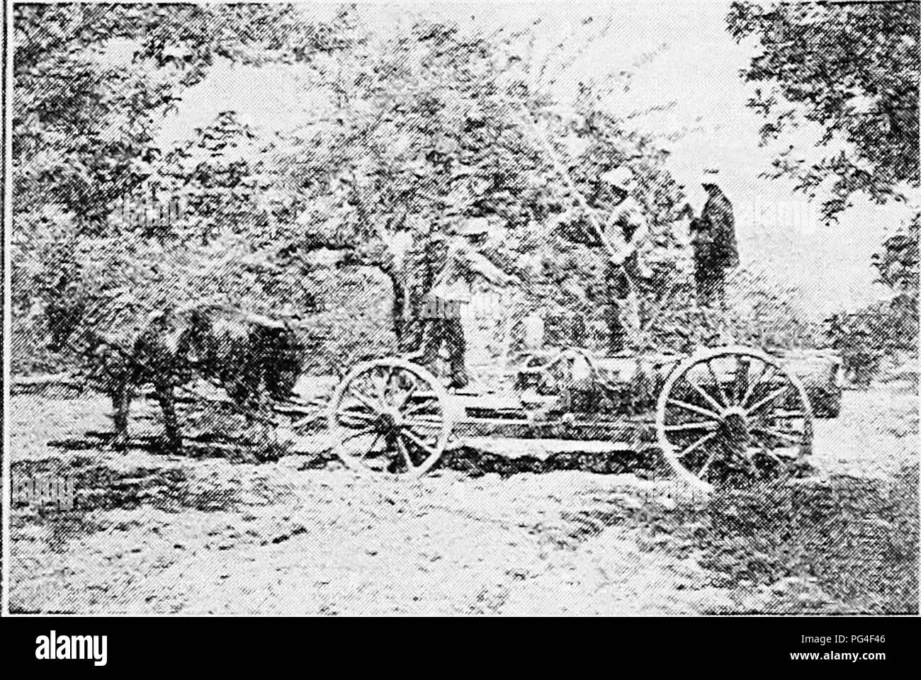 . Leitfaden zu Obst: Eine einfache Erklärung der elementaren Methoden der Vermehrung, Aussaat, Kultur, Düngung, Schnitt, Spritzen, etc. Obst - Kultur. 82 Leitfaden zu Obst sollte durch ein feines Sieb in den Brühebehälter angespannt und verwendet, während noch heiß sein. Der Kalk - Schwefel ist auch als Feder spray verwendet, vor allem an pfirsichbäumen, für die Kontrolle der Leaf curl. Zu diesem Zweck muss es stark verdünnt werden. Es hat solche beschlossen, Fungiziden wert, es ist jetzt in Gebrauch in gewissem Umfang in der Behandlung von Apfelbäumen, die für die Verhinderung von Schorf. Für den Sommer, auf t Stockfoto