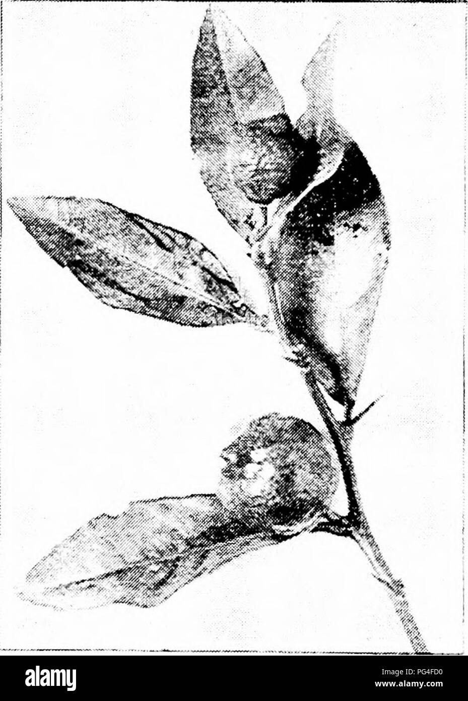 . Kultur der Zitrusfrüchte in Kalifornien. Zitrusfrüchte, Obst - Kultur. 82 der Gartenbau. Duncan. - Eine neue Sorte vor kurzem in den Staat eingeführt. Viel größer als eine Orange und kleiner als ein shaddock; ein leckeres Obst, von vielen bevorzugt, um eine Orange. Die Haut glatt, blass gelb, subacid. Die Membran Division der Brei ist bitter und müssen vor dem Essen das Fruchtfleisch entfernt werden. Thursby. März kernlos. Leondardy. Die OTAHEITE ORANGE. Citrus aurantium., div. Pumilwm, Gallesio. Dieser Zwerg Arten der Zitrusfrüchte ist weitgehend in Florida als Lager für angehende Zwecke angebaut. Es wird verwendet, um Zwerg Stockfoto