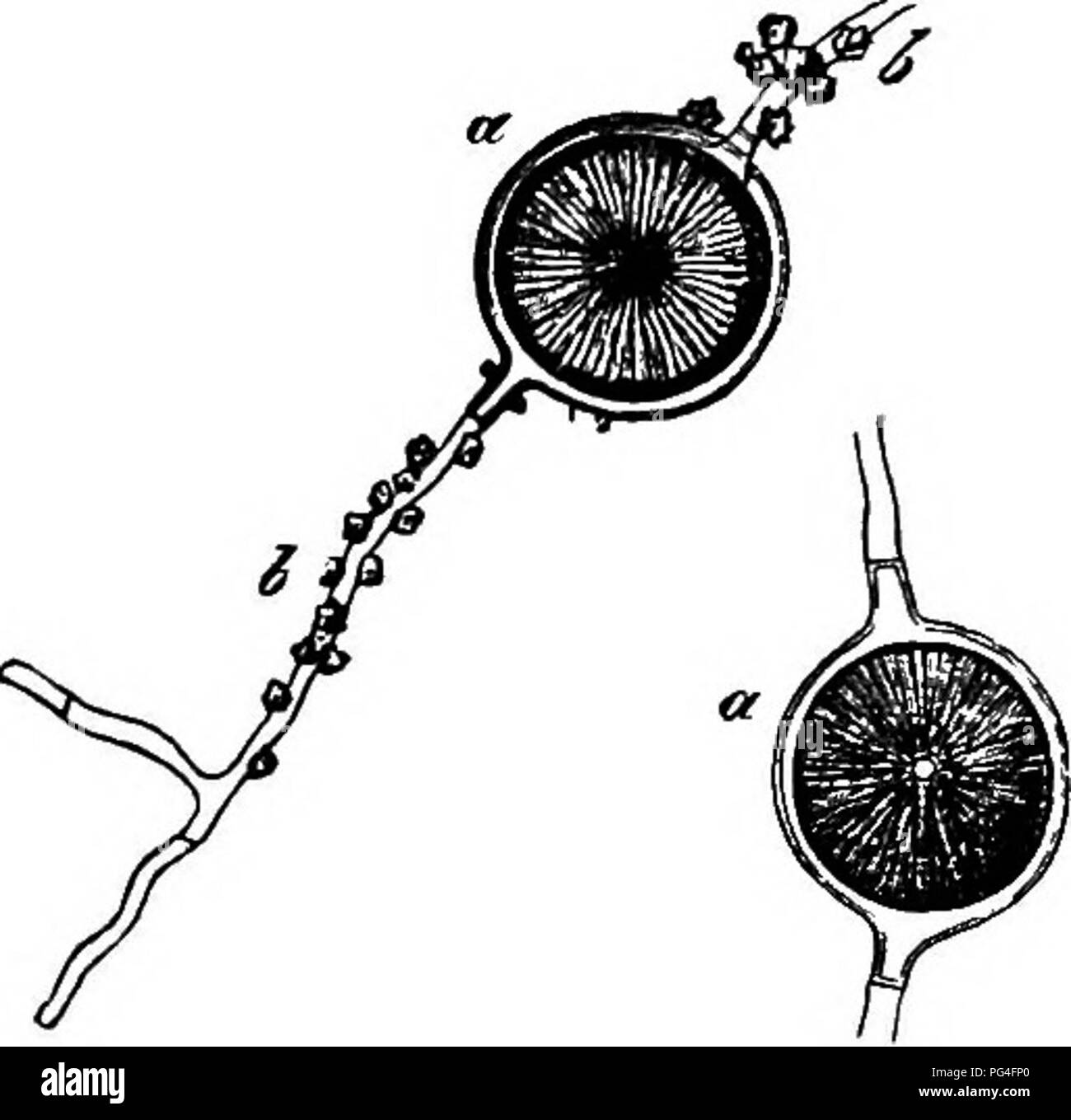 . Vergleichende Morphologie und Biologie der Pilze, mycetozoa und Bakterien. Anlage; Morphologie; Pilze; Myxomyceten; Bakteriologie. Kapitel I - histologische Merkmale. II. später. Sowohl die alten Myzel und die Wände des perithecia von eurotium sind durch eine ähnliche rötlich gelb oder golden, gelb markiert. Calciumoxalat ist eine Substanz, die so in der Regel in der Pilze gefunden, dass es völlig unnötig ist, um Fälle des Auftretens auflisten. Ich habe seine Abwesenheit in der Peronosporeae bemerkt, in vielen Hyphomycetes, in Arten und Lycoperdon Bovista, und in einigen Flechten, die in erwähnt werden Stockfoto