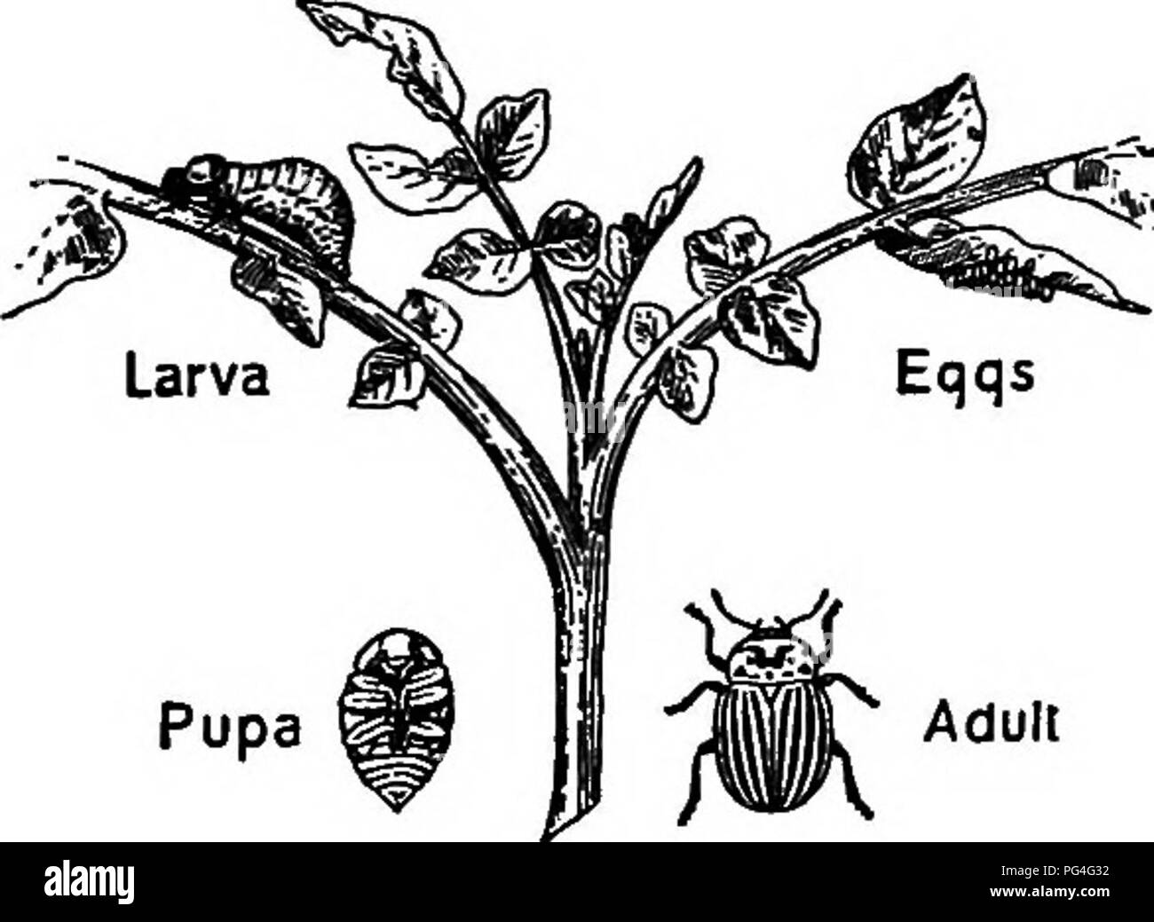 Blattkäfer (Chrysomelidae) sind eine zerstörerische Familie von Käfern, die für ihre Fressung an Pflanzenblättern bekannt sind. Ihre Larven sind oft dick, magerartig und haben gut entwickelte Thoraxbeine. Diese Käfer beschädigen sowohl wilde als auch Kulturpflanzen und können den Kulturen erhebliche Schäden zufügen. Die Erkennung und Bekämpfung dieser Schädlinge ist für den Pflanzenschutz in der Landwirtschaft von entscheidender Bedeutung. Stockfoto