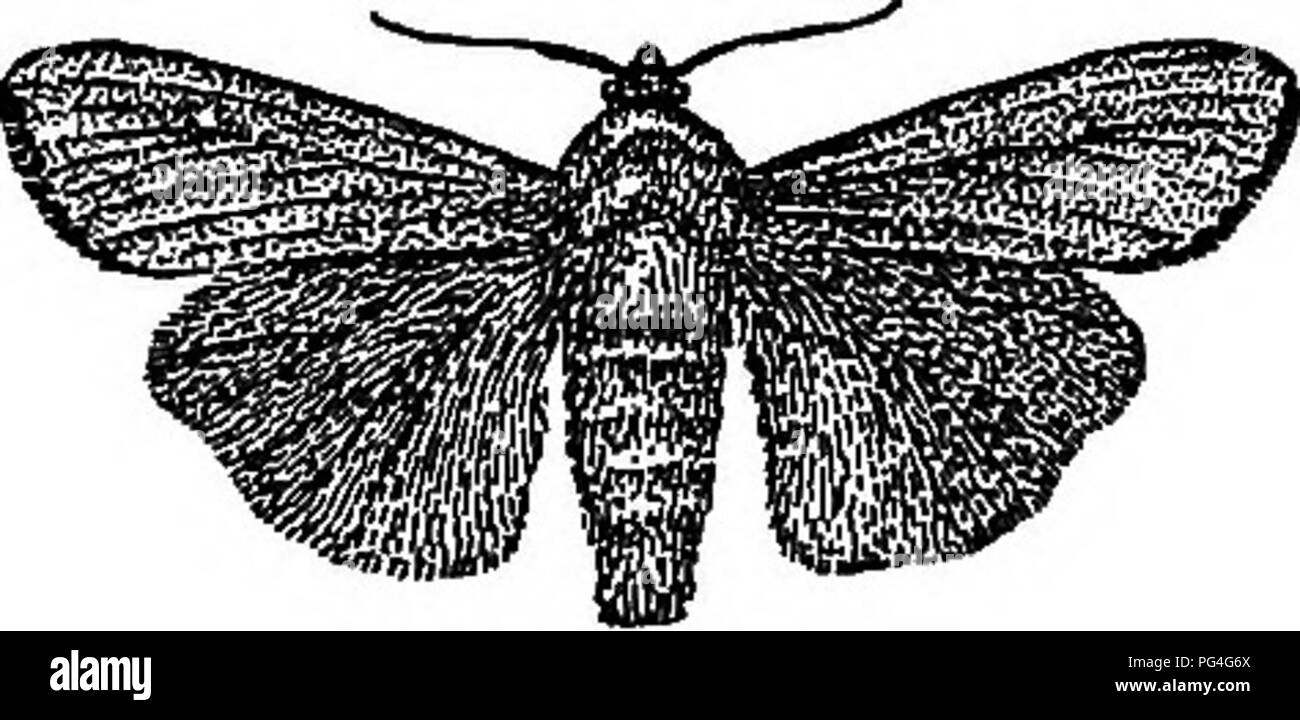 Farm Friends and Farm Foes ist ein Lehrbuch der Agrarwissenschaft, das sowohl Nützlinge als auch schädliche Insekten in landwirtschaftlichen Umgebungen behandelt. Der Text behandelt verschiedene Schädlinge, wie den Armywurm, und Nützlinge, die bei der Bestäubung und Schädlingsbekämpfung helfen. Diese Ressource ist für das Verständnis des integrierten Pflanzenschutzes in der Landwirtschaft von wesentlicher Bedeutung. Stockfoto