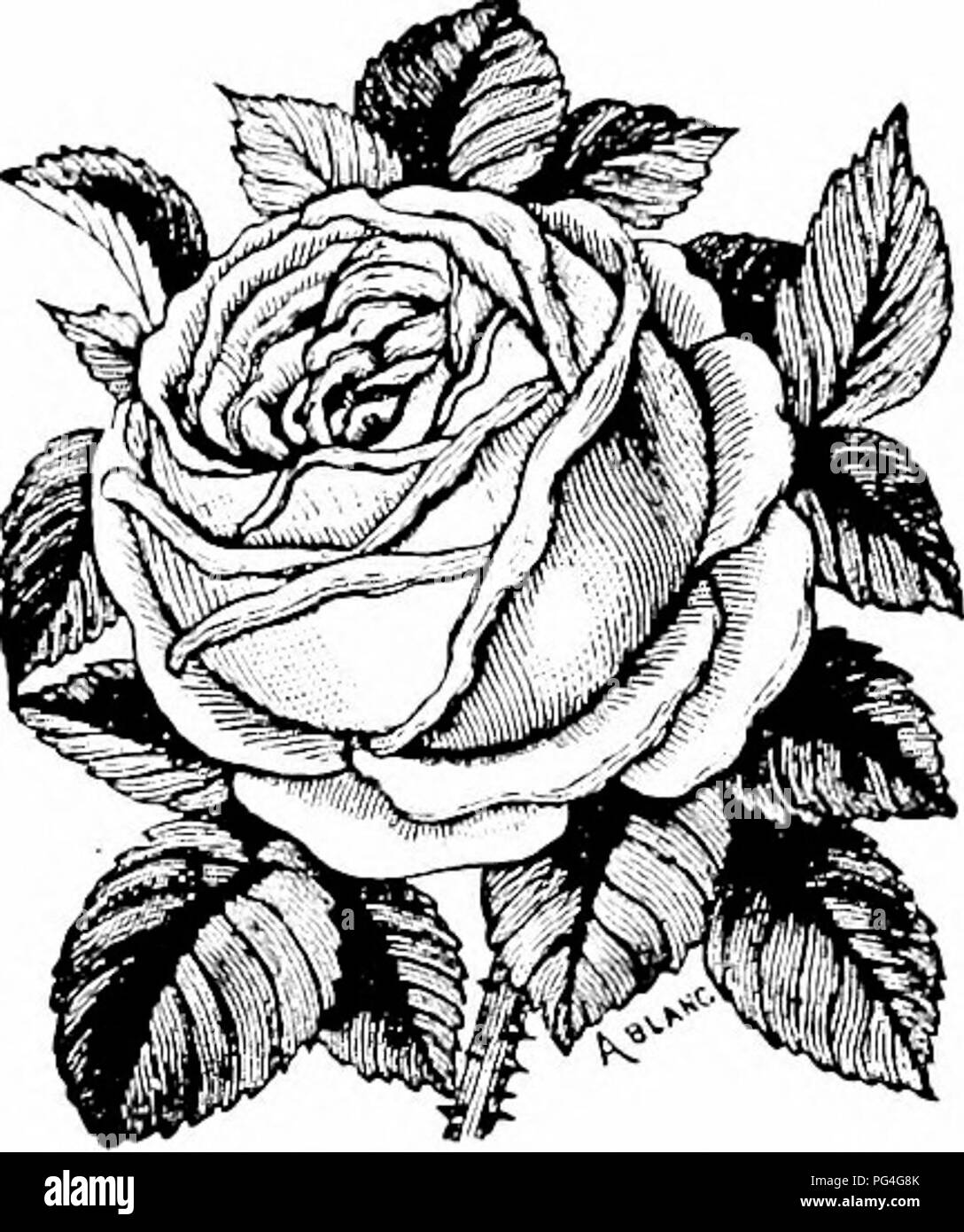 . Leitfaden für hardy Obst und Zierpflanzen. Obst - Kultur. DWYEE's Guide. 119 cm lang, perfekt geformte und Stout stammt. Farbe, Elfenbein • Weiß; reichblühend; Stark parfümiert. Caroline de Sansal. - Eine schöne blasse, Fleisch farbige Rose. Ihre Majestät. - Eine Englische Rose von der besten Art; duftend. Annie Wood. - Vermillion, sehr aromatisch. Madame Plantier. - Kein Hybrid Pro-petual Rose, aber vollkommen winterhart. Eine der besten weißen Rosen und sollte in jeder Sammlung sein. Magna Charta. - Große, voll und globu-Lar. Hell-rosa Blüten. Kann gebaut werden - als Standard Art. Sehr aromatisch. John Stockfoto