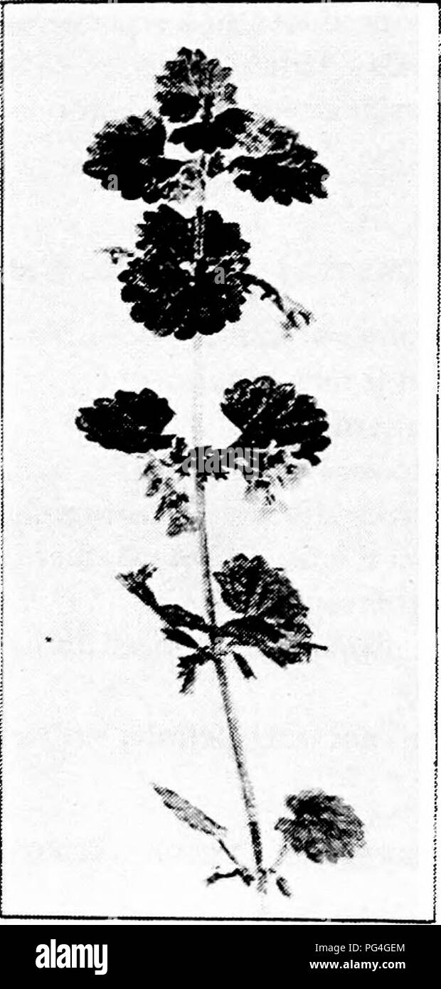 Dieses Lehrbuch befasst sich mit der Agrarwissenschaft und konzentriert sich auf Nützlinge und Schädlinge. Es behandelt Themen wie Schädlingsbekämpfung, Pflanzengesundheit und die Rolle verschiedener Insekten im landwirtschaftlichen Ökosystem, mit Illustrationen und praktischen Ratschlägen für Landwirte. Stockfoto