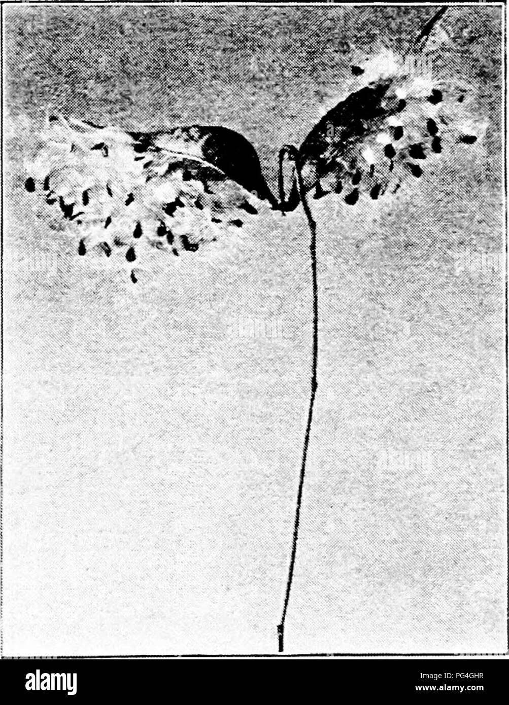 Dieses Lehrbuch befasst sich mit der Agrarwissenschaft und konzentriert sich auf Schädlinge, Nützlinge und Unkrautbekämpfung. Es werden die besten Praktiken für den Umgang mit lästigen Pflanzen wie Wildrohre und anderen krautigen Unkräutern erläutert, die Wiesen und Weiden beeinflussen. Stockfoto