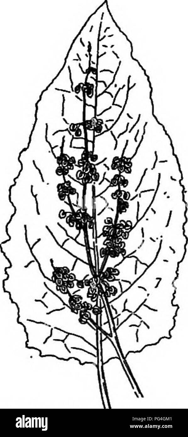 Dieses Lehrbuch für Agrarwissenschaften befasst sich mit Nützlingen und Schädlingen, wobei der Schwerpunkt auf Buchweizen- und Kochbananen-Familien liegt und die Merkmale verschiedener Arten, einschließlich gewöhnlicher Unkräuter wie der Curled Docks und Bitter Docks, detailliert erläutert werden. Stockfoto