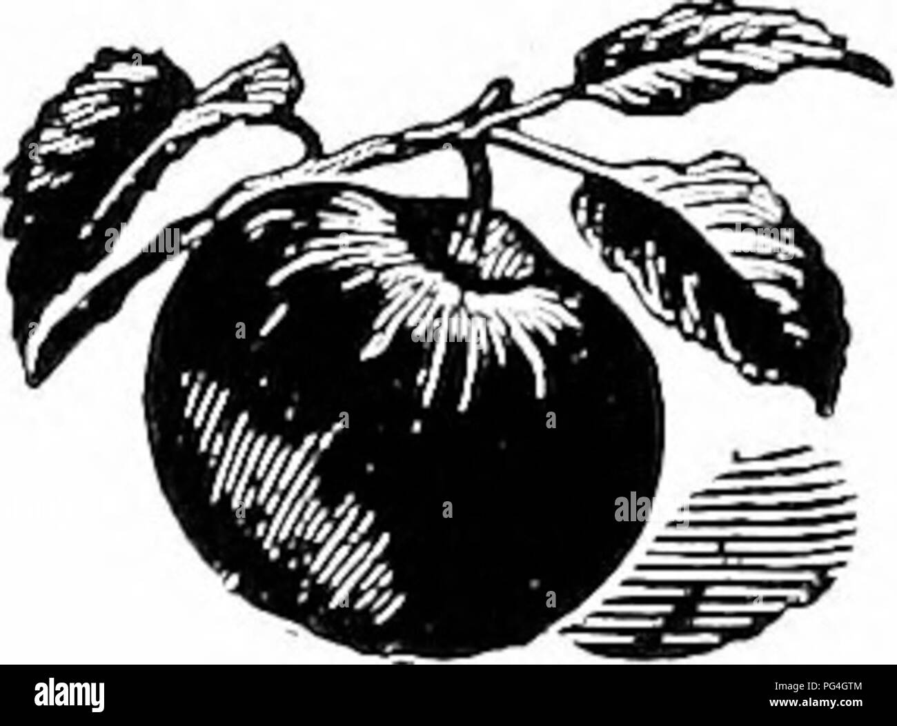 . Leitfaden für hardy Obst und Zierpflanzen. Obst Kultur. 16 DWYEES