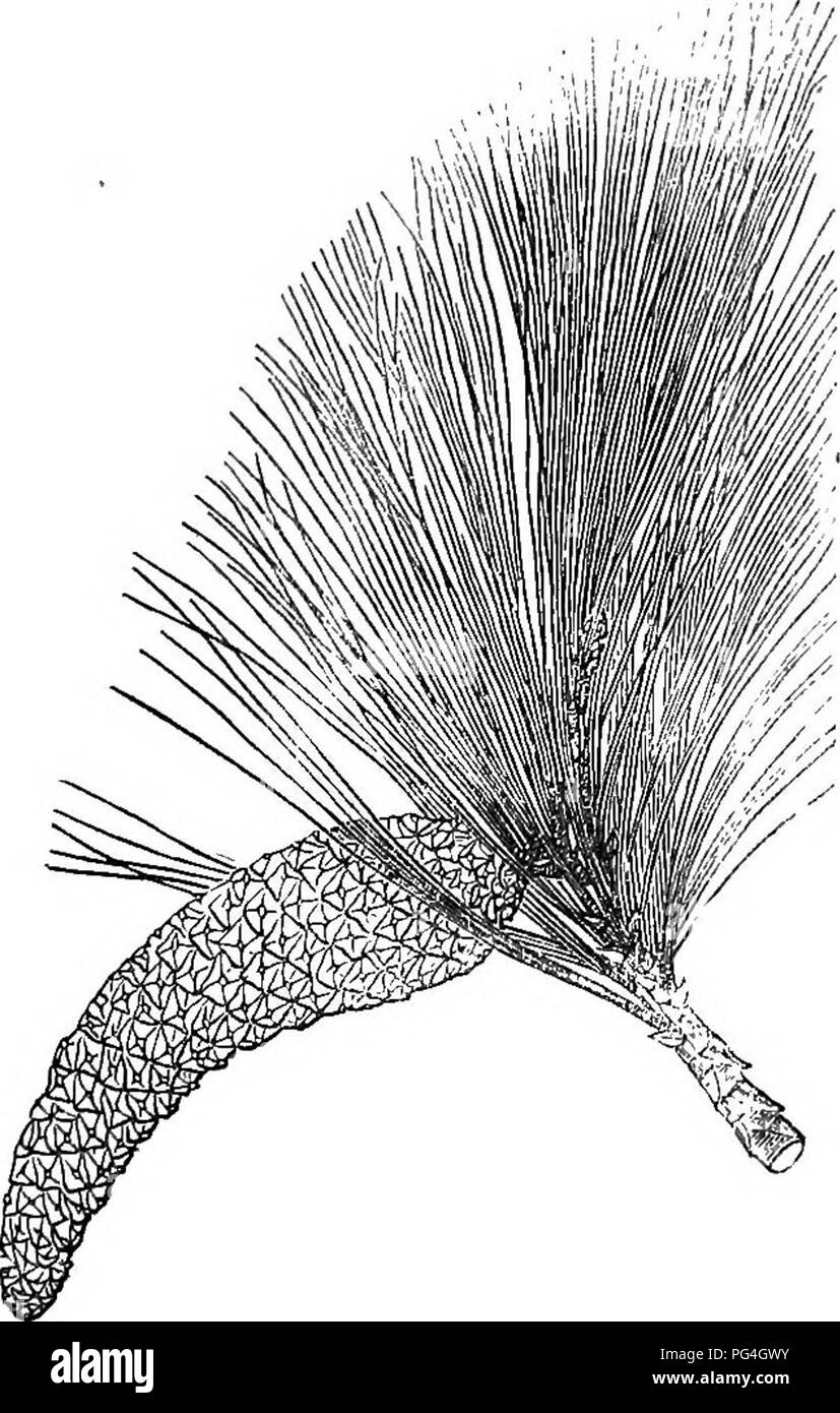 . Bäume und Sträucher: eine Übersicht des Arboretums et fruticetum britannicum: Mit der Hardy Bäume und schrubs von Großbritannien, einheimischen und ausländischen, wissenschaftlich und im Volksmund beschrieben: Mit ihrer Vermehrung, Kultur und verwendet und Gravuren auf fast alle Arten. Bäume, Sträucher, die Wälder und die Forstwirtschaft. P, Hamvfegii. Identifikation. Lindl. Im Bot. Reg., M. Chron., 1839, Nr. 9 S. Ich Penny Cyc, Bd. 18. Gravuren, OurJ^ ein. 1875. und 1876. von speci - mens von hartweg. Spec. Char., 8 [C. Blätter in vieren; sekundäre schmalsten, primäre mem-branaceous, längliche, scarious. Kegel pendulou Stockfoto