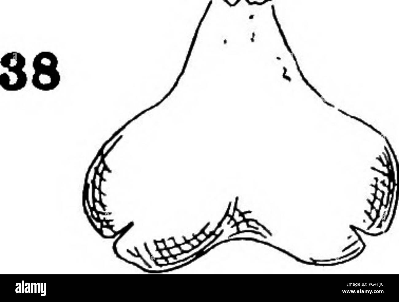 Diese Arbeit untersucht die Gattung Pinus und konzentriert sich dabei auf ihre unterschiedlichen Arten und Merkmale. Es bietet Einblicke in die Morphologie und Taxonomie von Kiefern und trägt zum Verständnis der Waldökosysteme und der Pflanzenbiologie bei. Der Text enthält detaillierte Beschreibungen und Abbildungen. Stockfoto