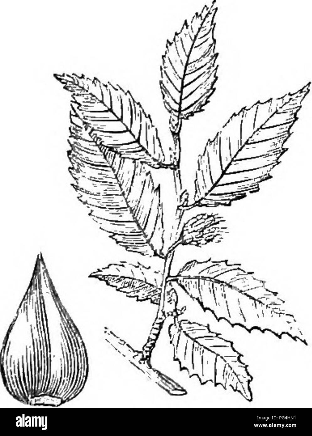 . Bäume und Sträucher: eine Übersicht des Arboretums et fruticetum britannicum: Mit der Hardy Bäume und schrubs von Großbritannien, einheimischen und ausländischen, wissenschaftlich und im Volksmund beschrieben: Mit ihrer Vermehrung, Kultur und verwendet und Gravuren auf fast alle Arten. Bäume, Sträucher, die Wälder und die Forstwirtschaft. 2 2. F. FERRtiGi "NEA Ait, die Amerikanische {erragmous bewaldete Buche. Identifikation. Ait. Hort. Kew., 3. s. 362. ; MIchx. N. Ainer., 3., S. 21. St/nonymes. F. americ^ na latifdlia Bu Koi Harbk. 1. s. 260.; rote Buche, Amer. Fngravings. Michx. N. Amer. Syl., 3. t. 106.; Wang. Amer., t. 29. w. 55.; Stockfoto