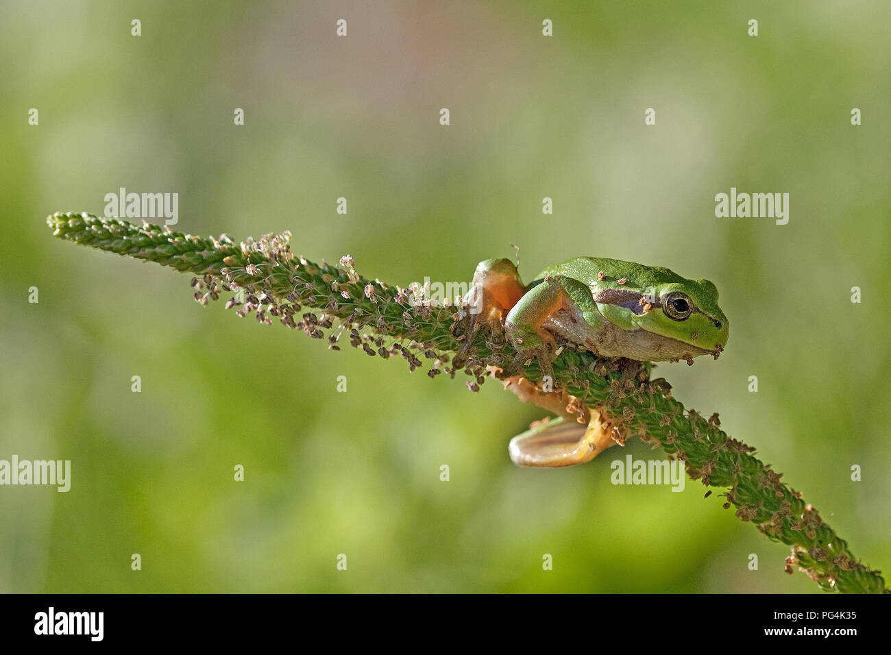 Leaf frog Stockfoto