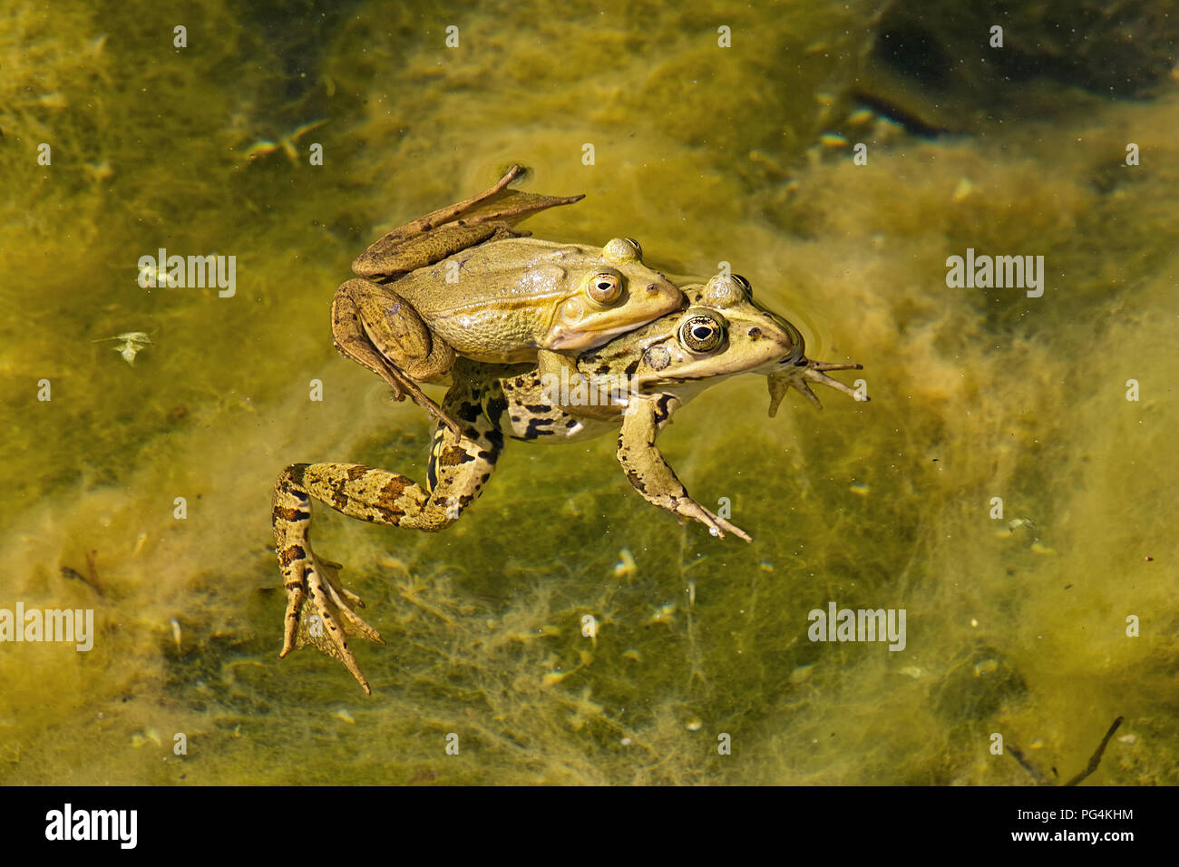 Zwei Frösche in einem Teich in der Kupplung Stockfoto