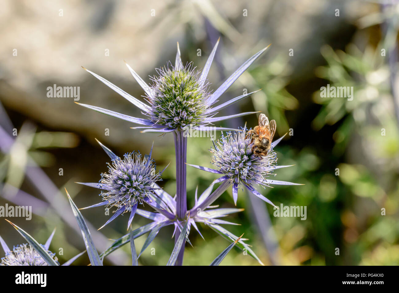 Biene bestäubt Eryingium Alpinum Blumen, Schuß an einem hellen Sommertag in Gressoney Saint Jean, Lys Valley, Aosta, Italien Stockfoto