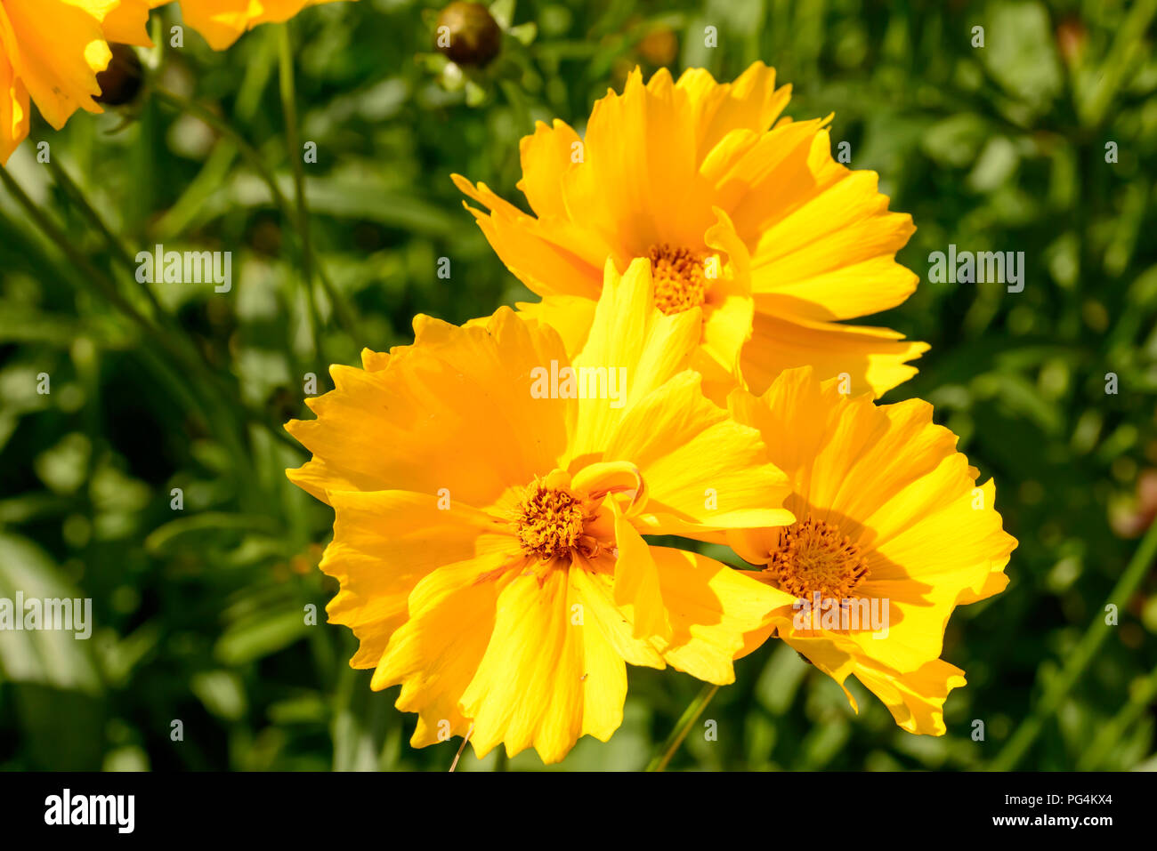 Nahaufnahme der Gelbe daisy flowers, an einem hellen Sommertag in Gressoney Saint Jean, Lys Valley, Aosta, Italien geschossen Stockfoto